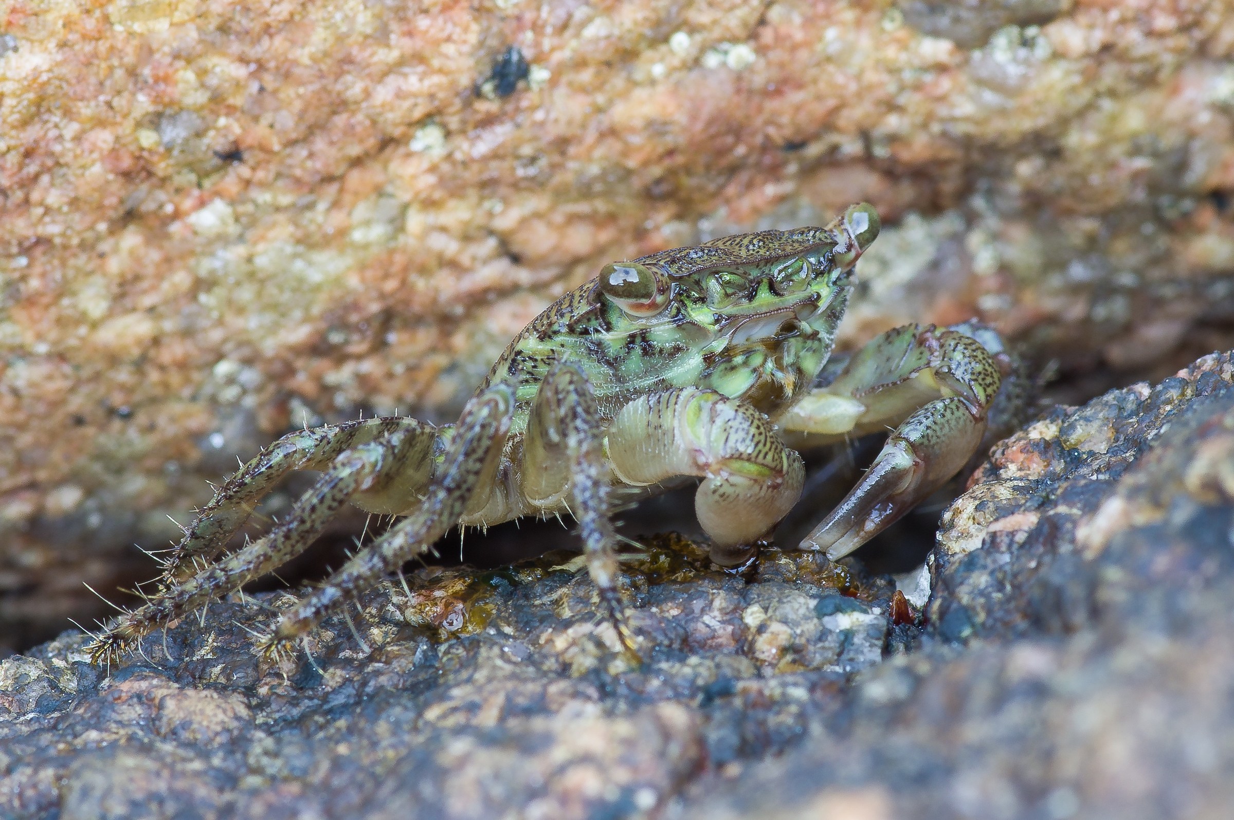 Pachygraptus marmoratus