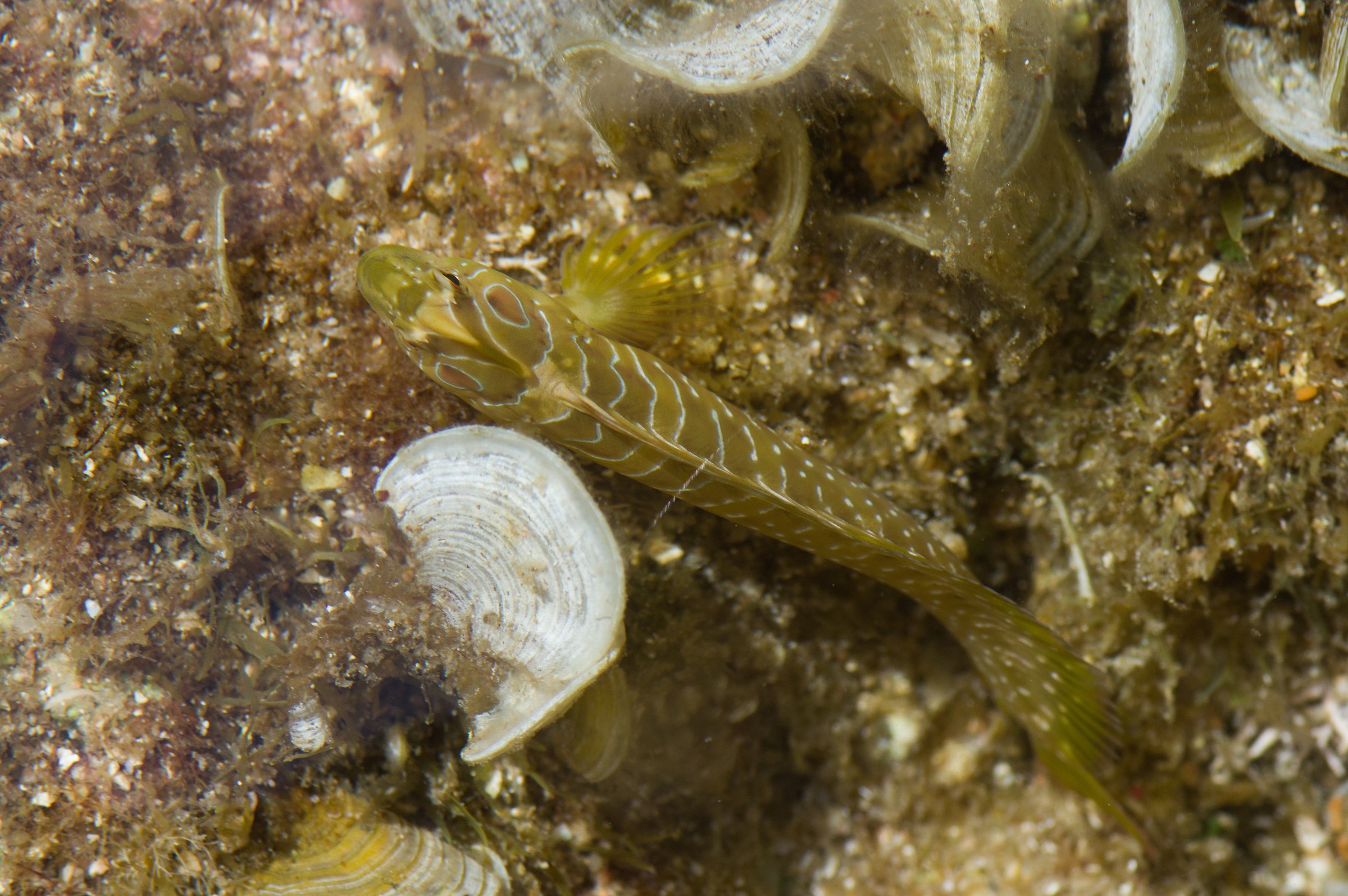 Blennius pavo (bavosa pavone)
