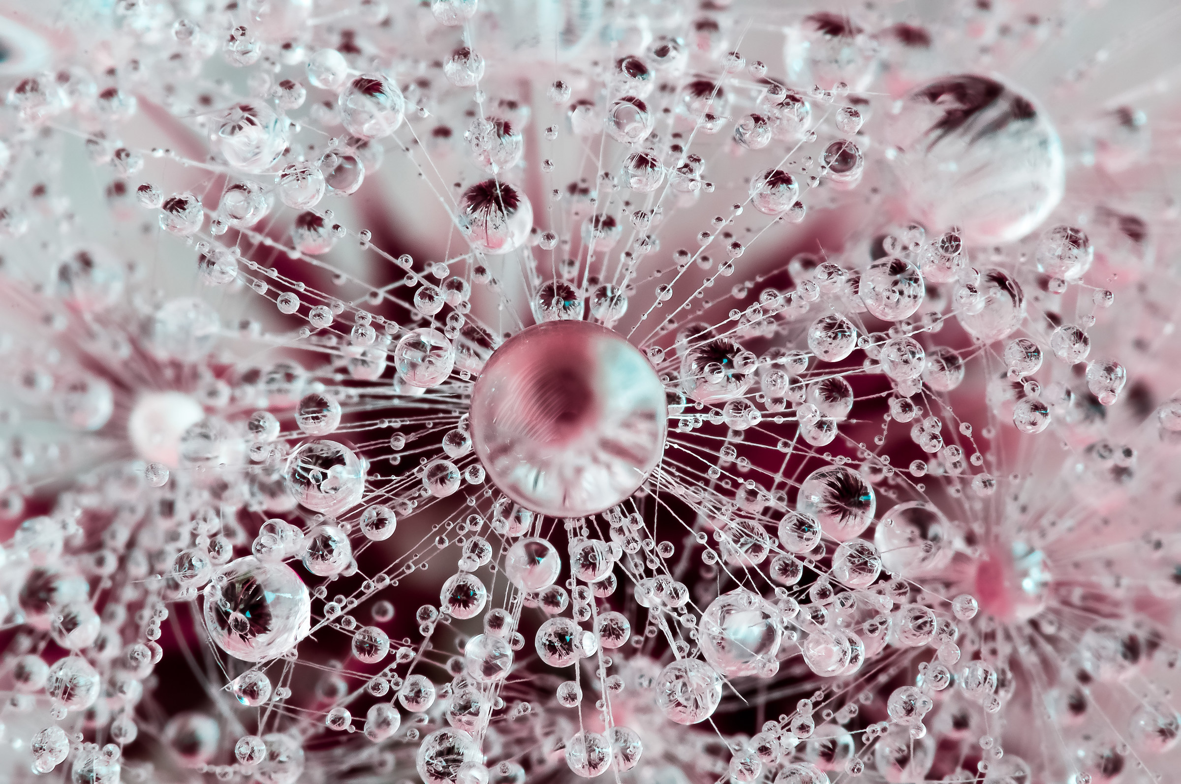 Drops e Flowers Gocce e Fiori Riflessi Mario Nicorelli