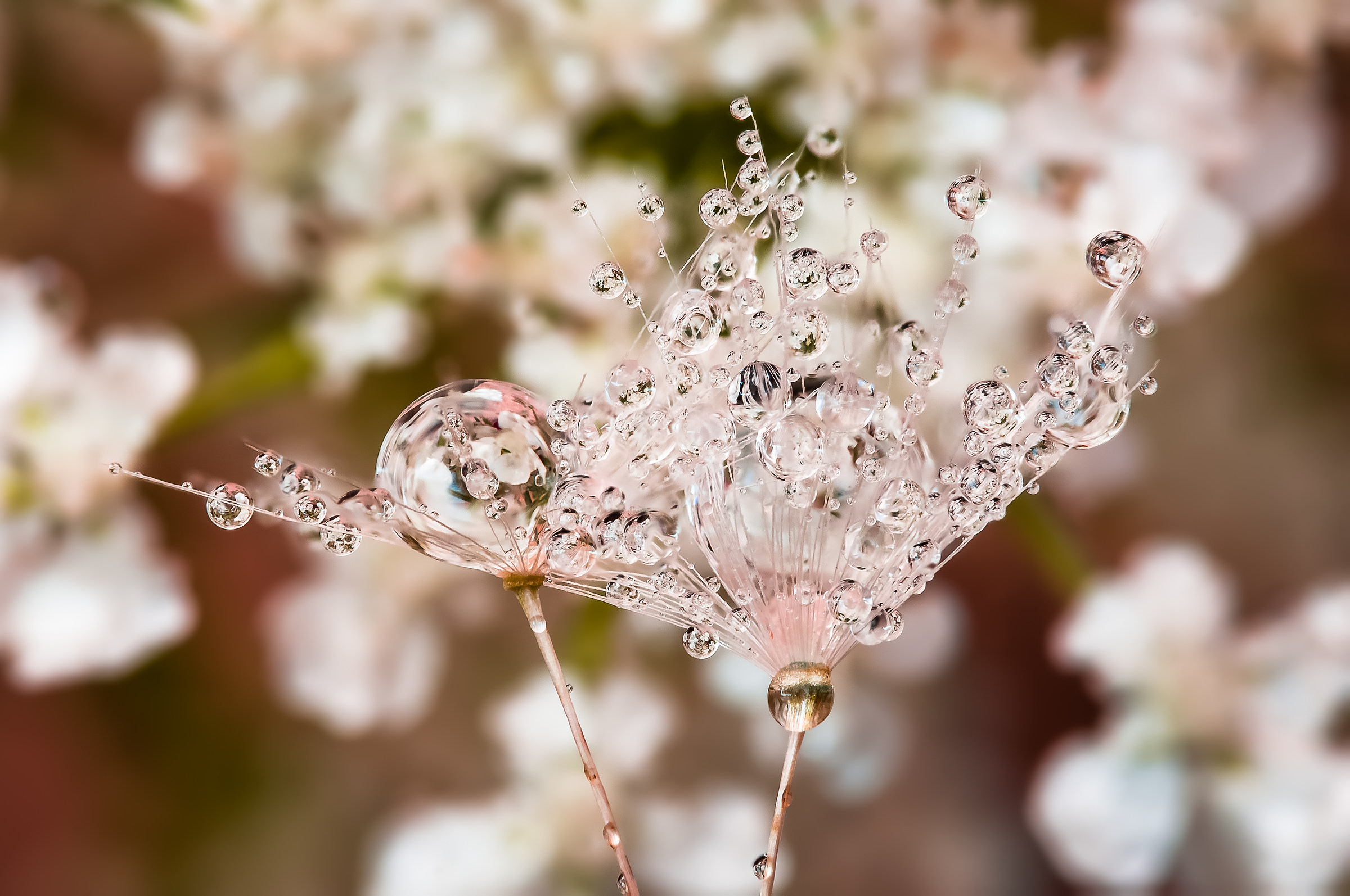 Drops e Flowers Gocce e Fiori Riflessi Mario Nicorelli