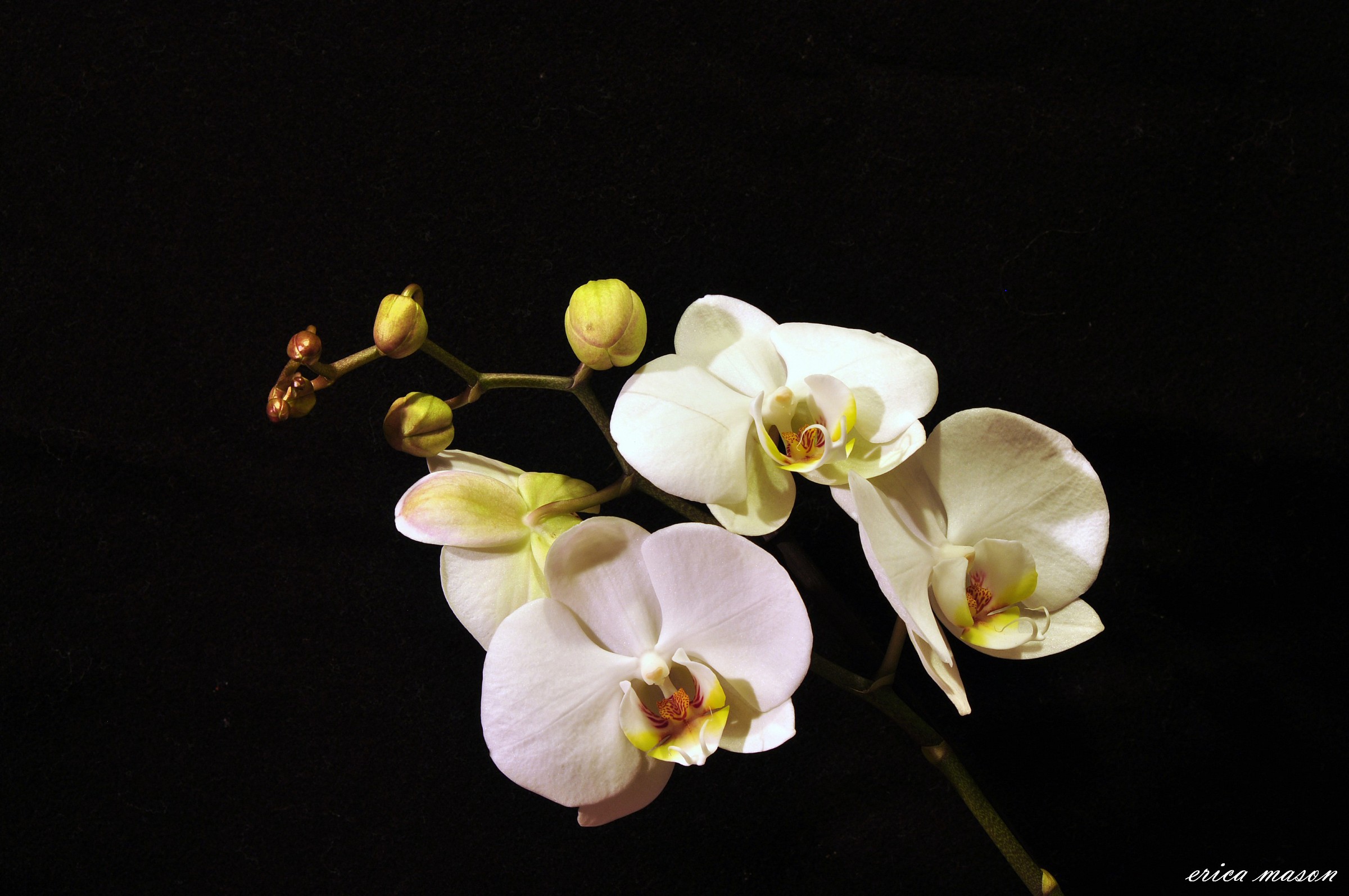 ...con il tripode nuovo!