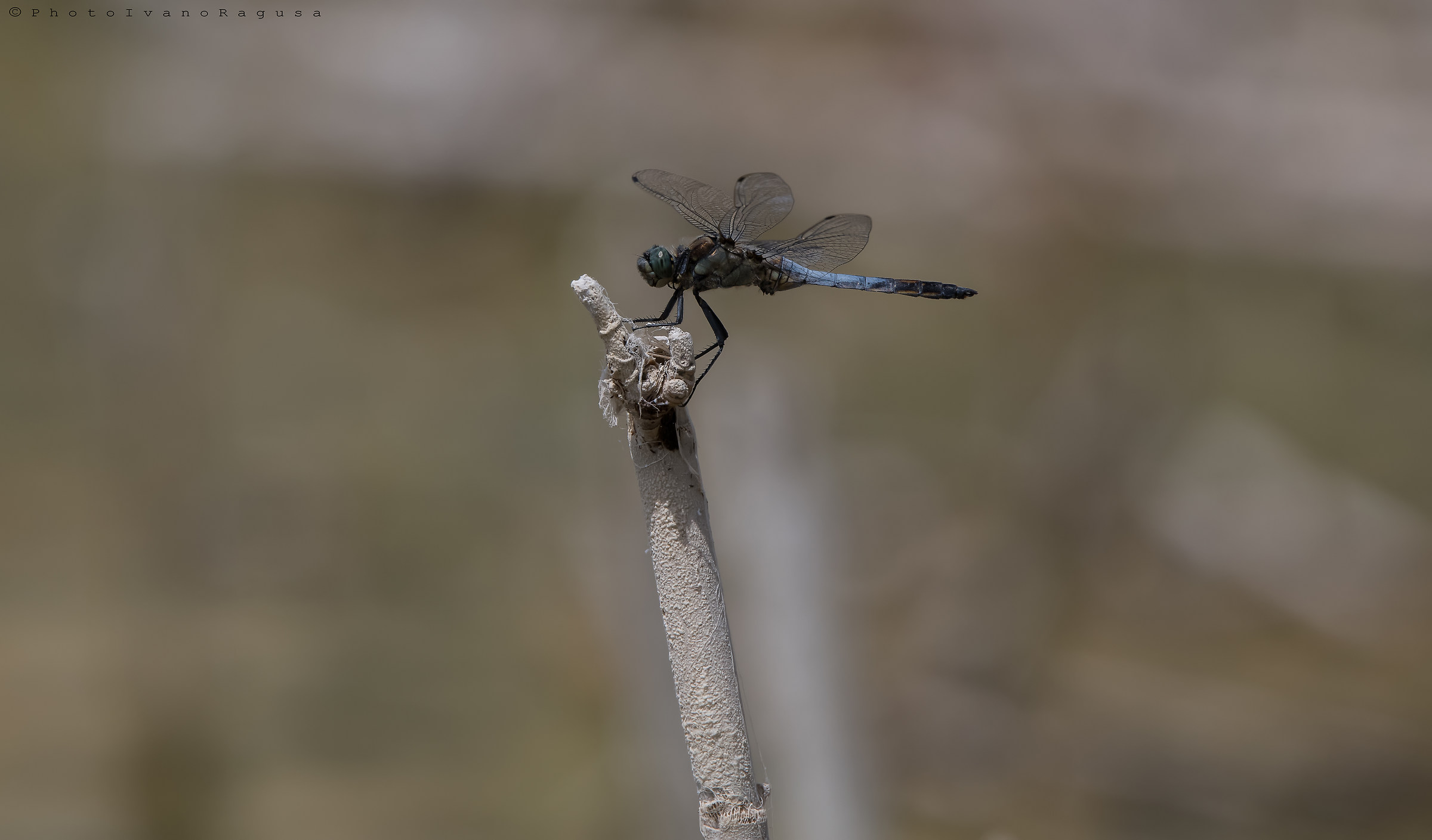 Dragonfly