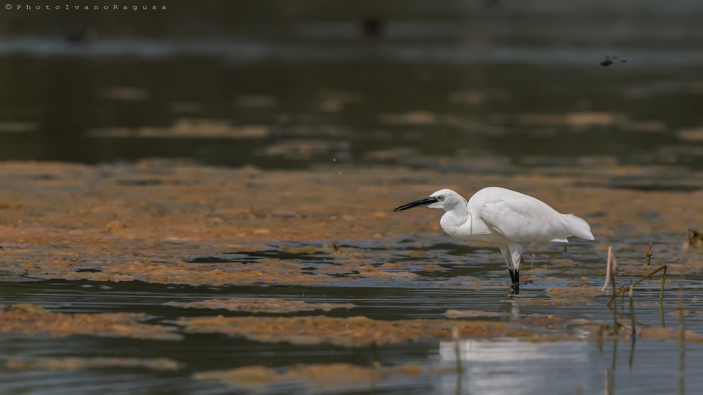 Egret