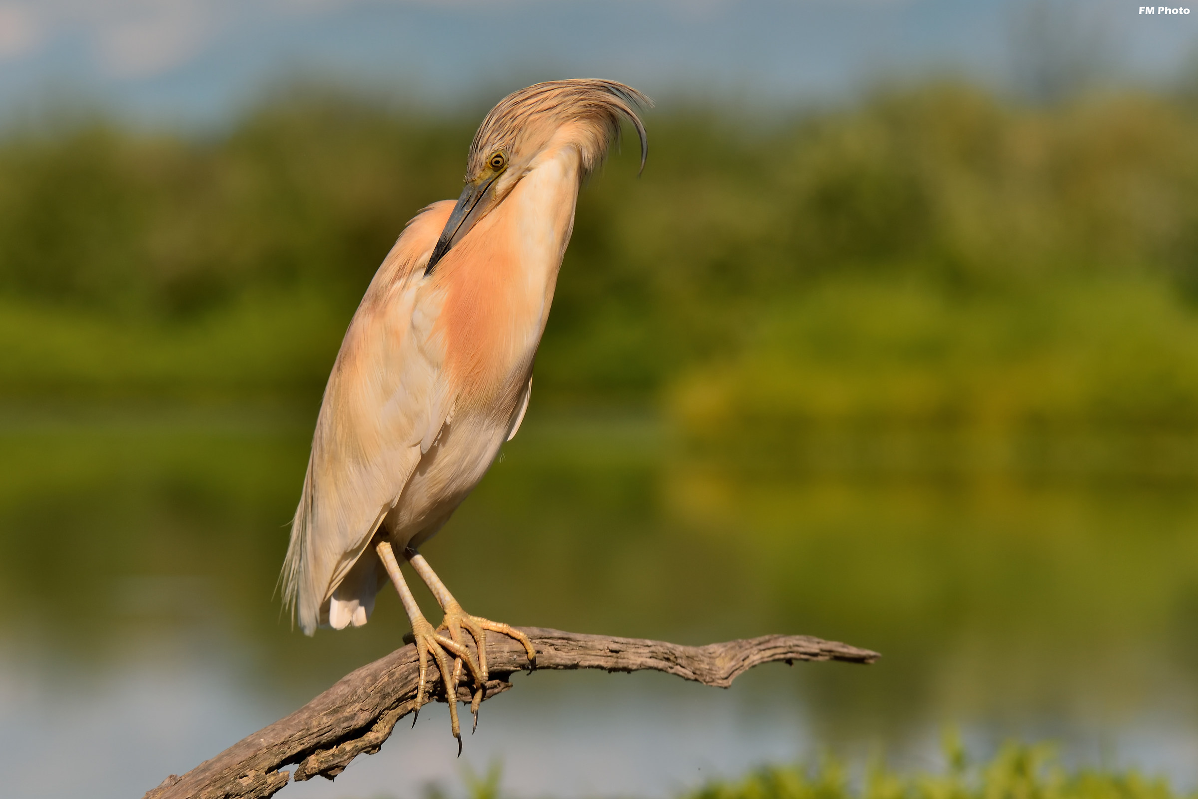 Alle prese con la pulizia del piumaggio
