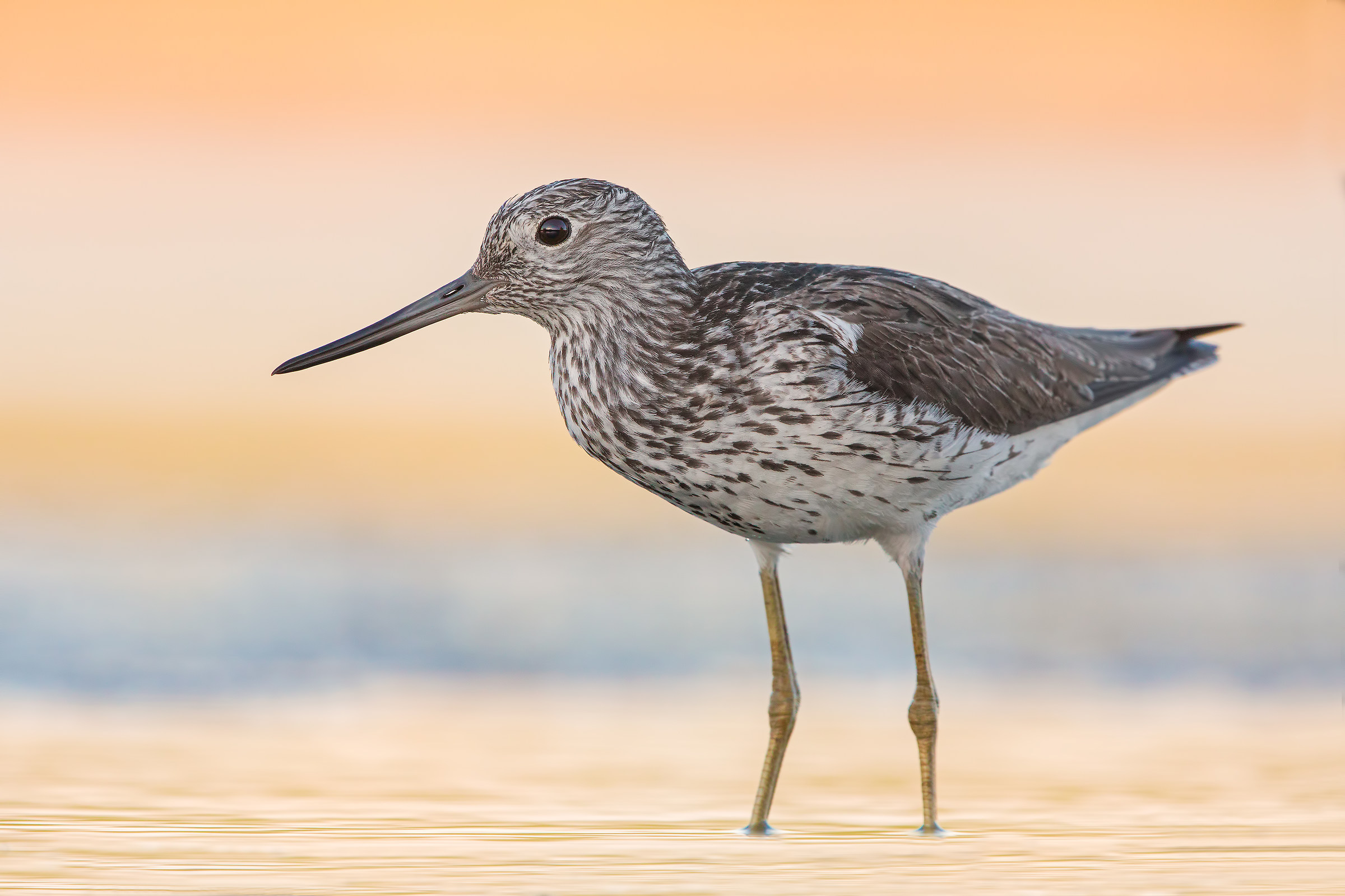 As in the old days (Greenshank)