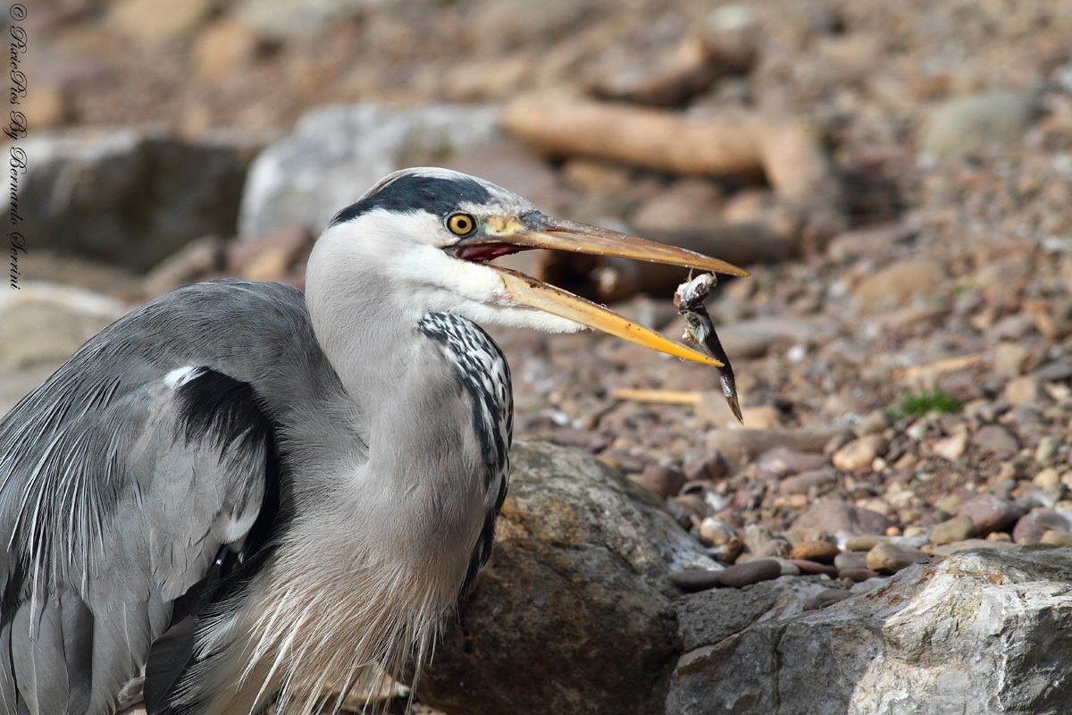 Airone cenerino (Ardea cinerea)