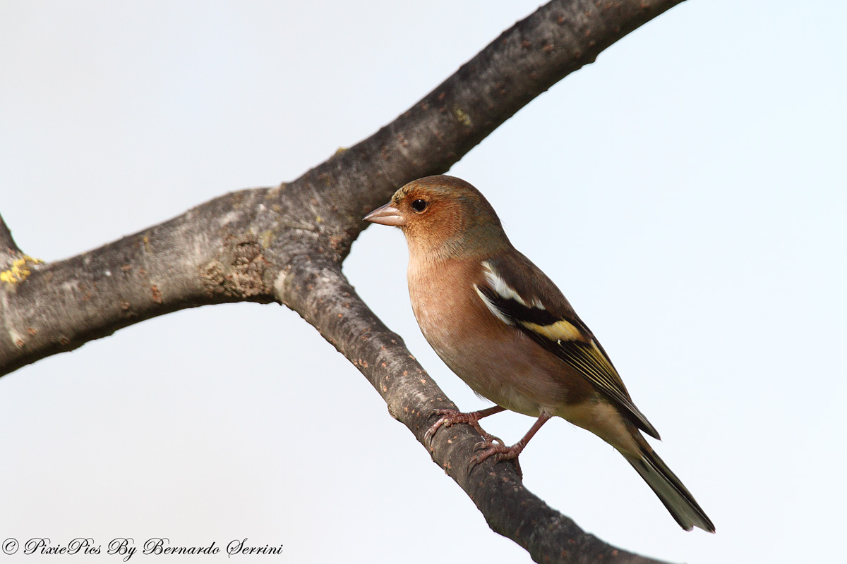 Fringuello (Fringilla coelebs)
