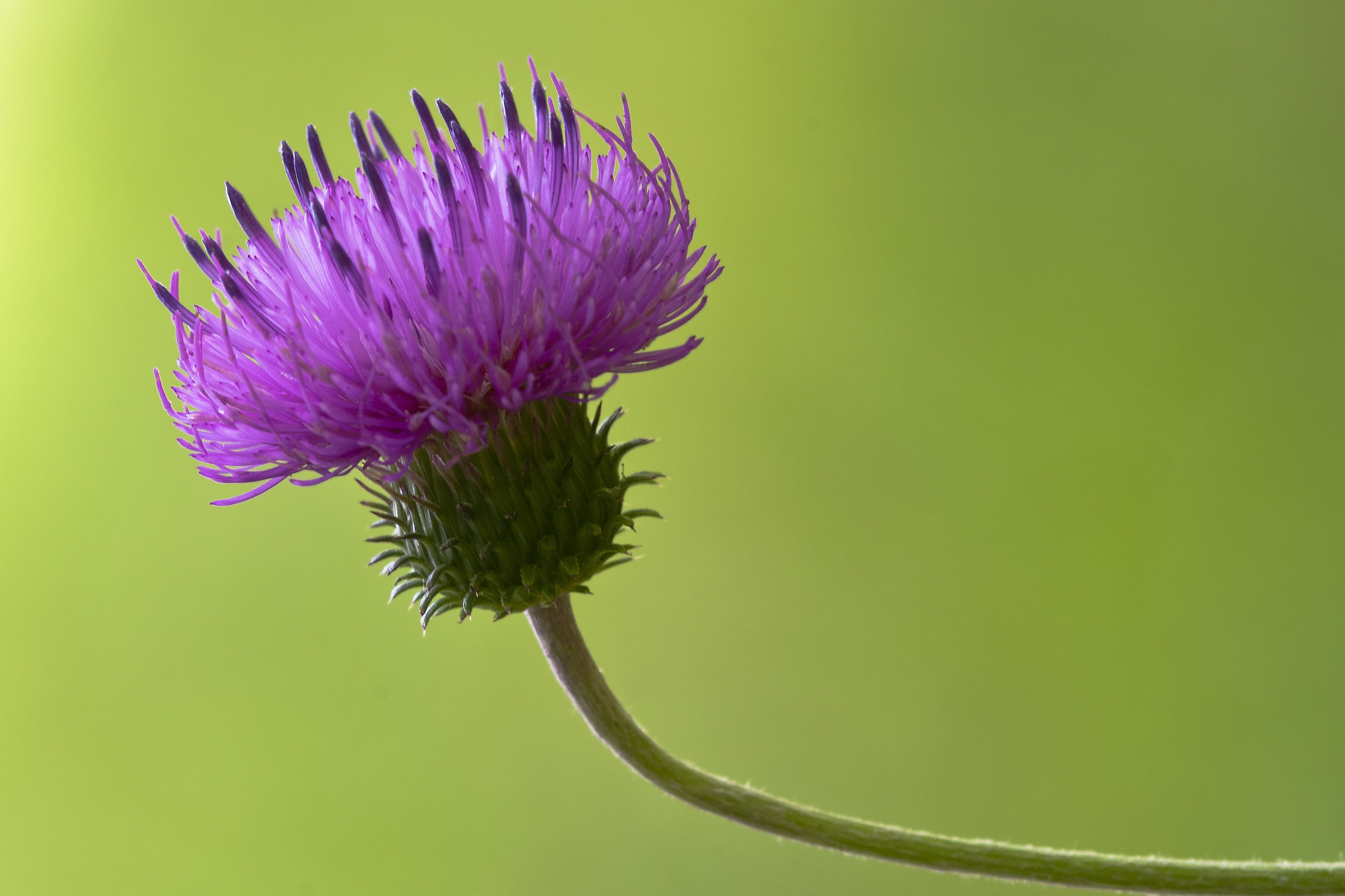 Cardo dentellato - Carduus defloratus