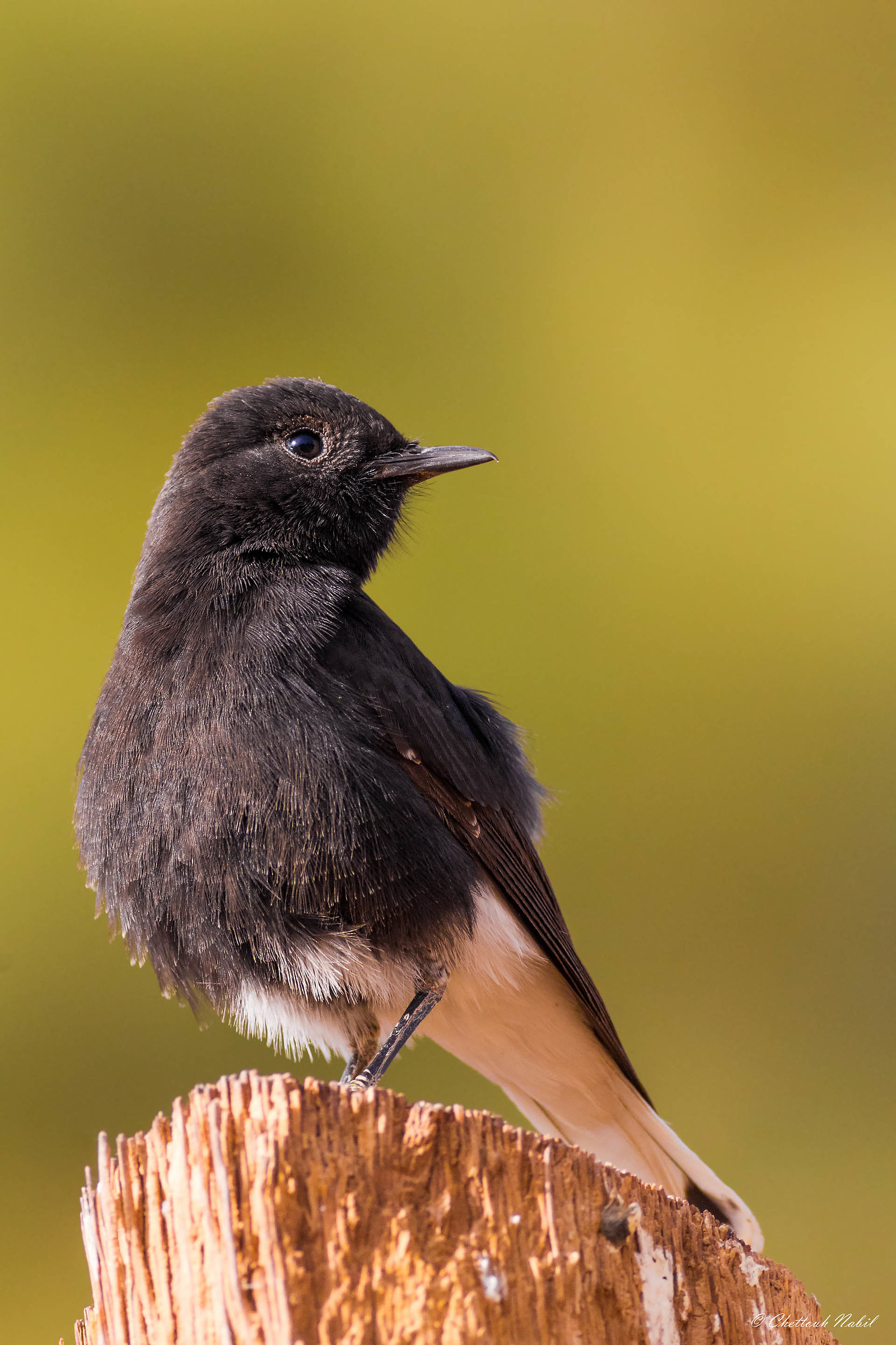 Bianco-incoronato culbianco