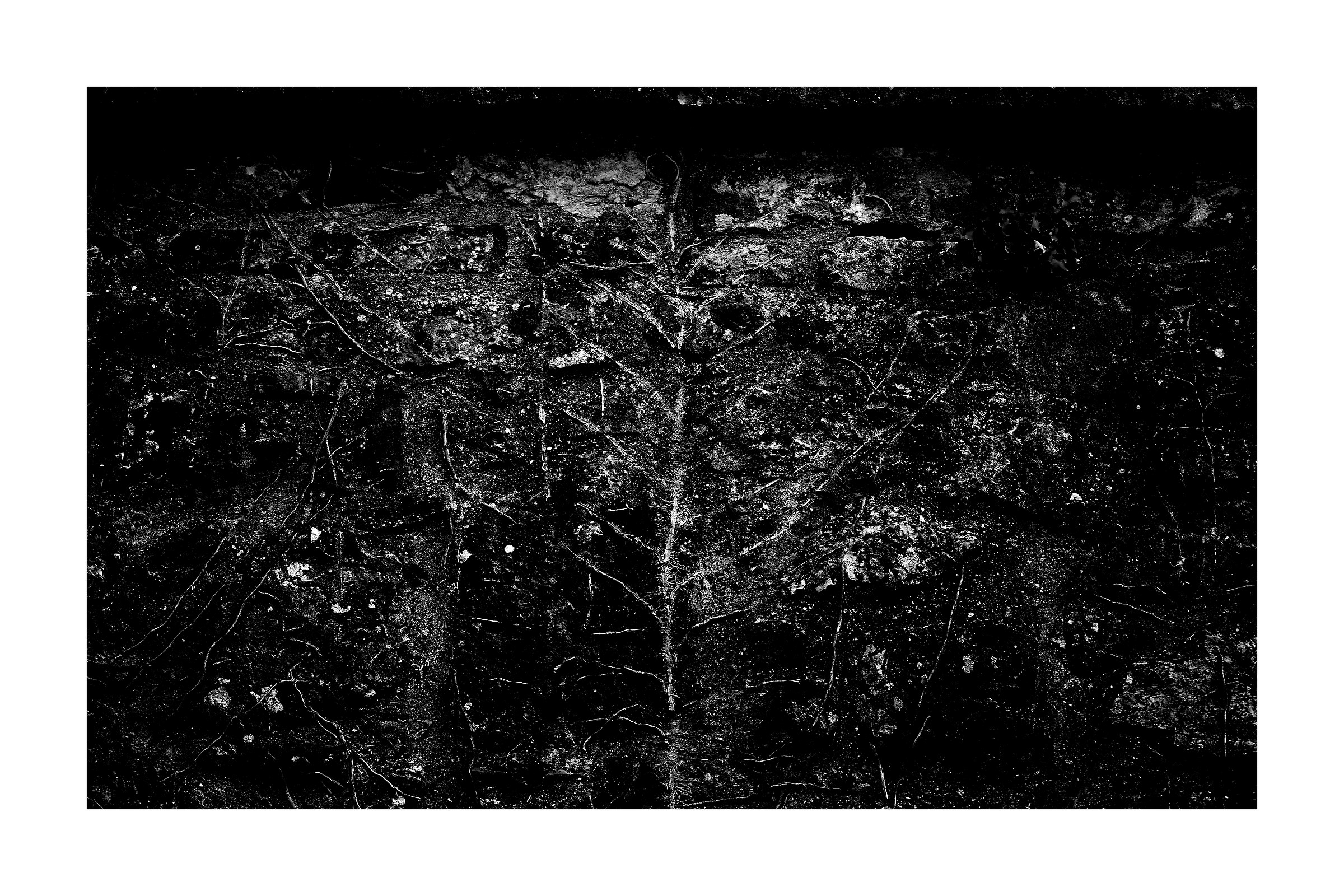 Decalcomania: The fossil tree