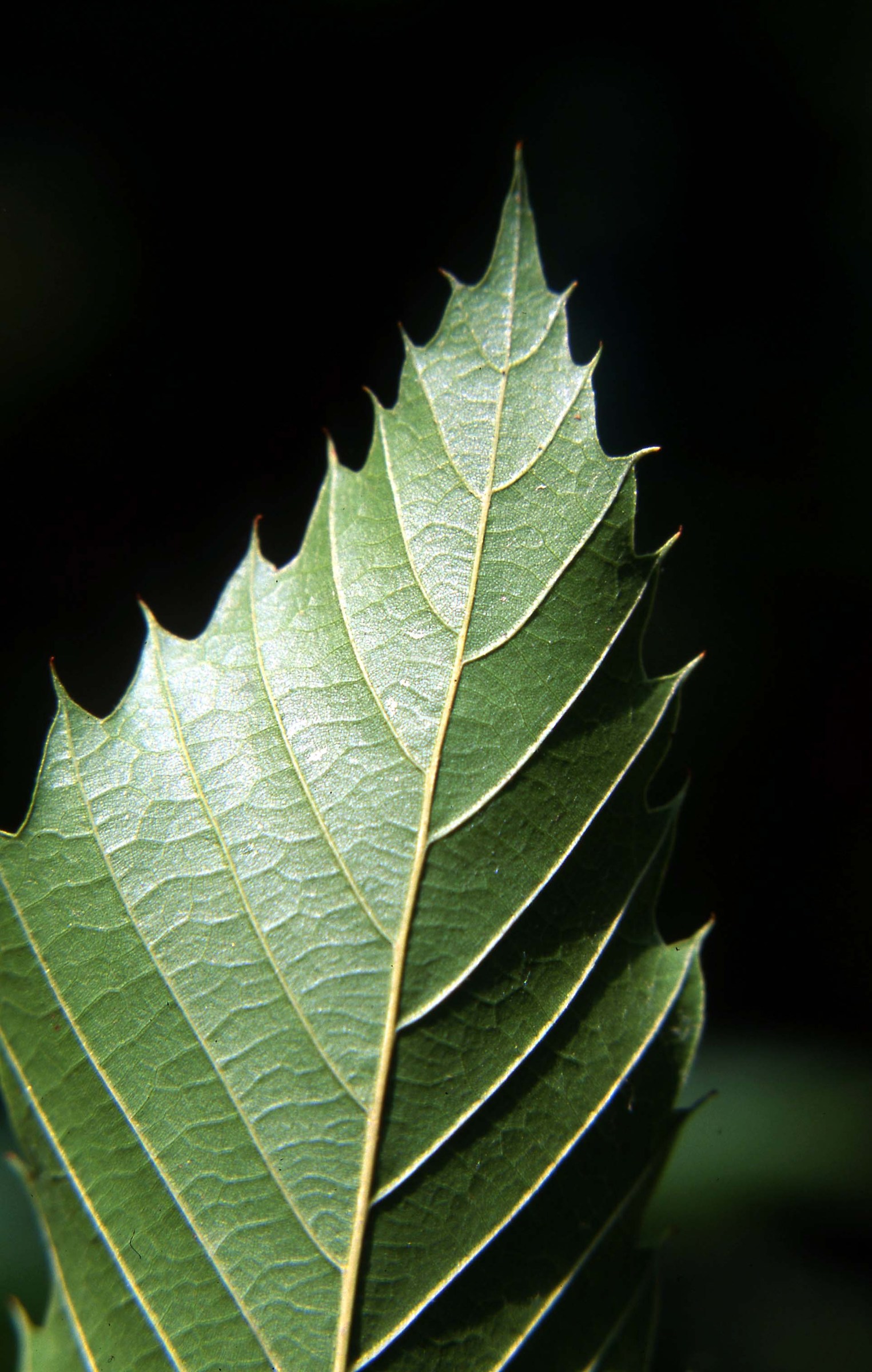 Foglia.canon.eos.1.v.180.f.3.5.macro.canon