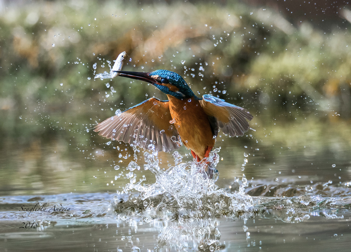 SPLLLLAAAAAAASSSSHHHHHHVI!!!!!