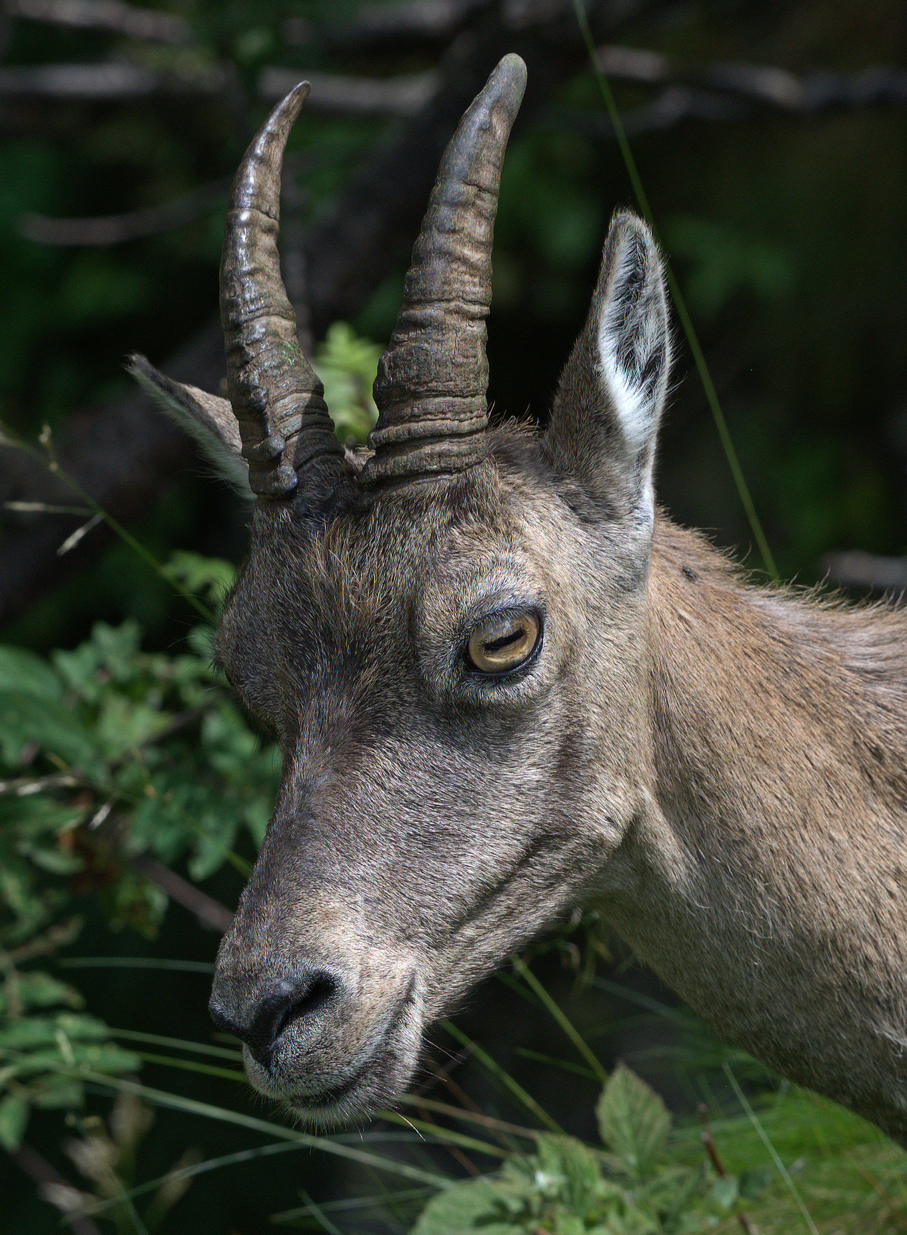 Portrait of Ibex