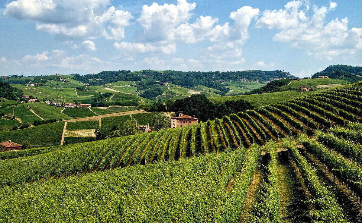 Il Castello di Barolo fa capolino tra i filari