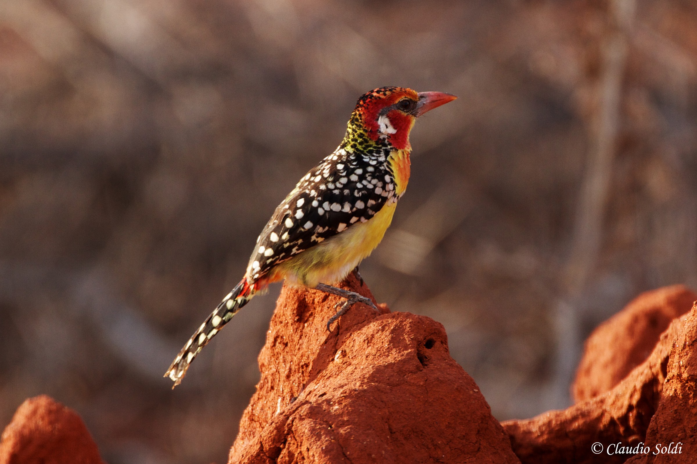 Red and yellow crested barbet