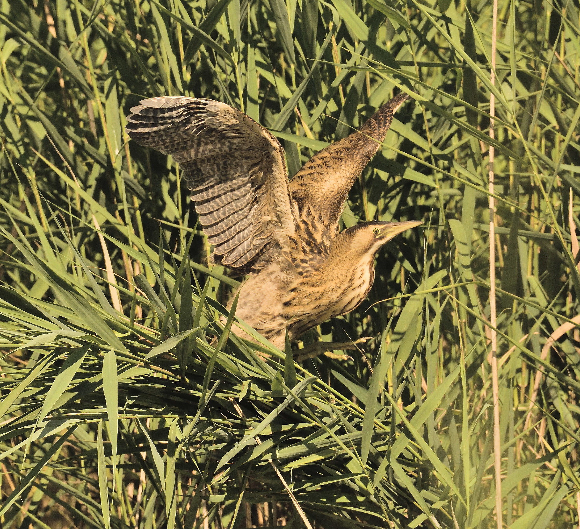 Bittern