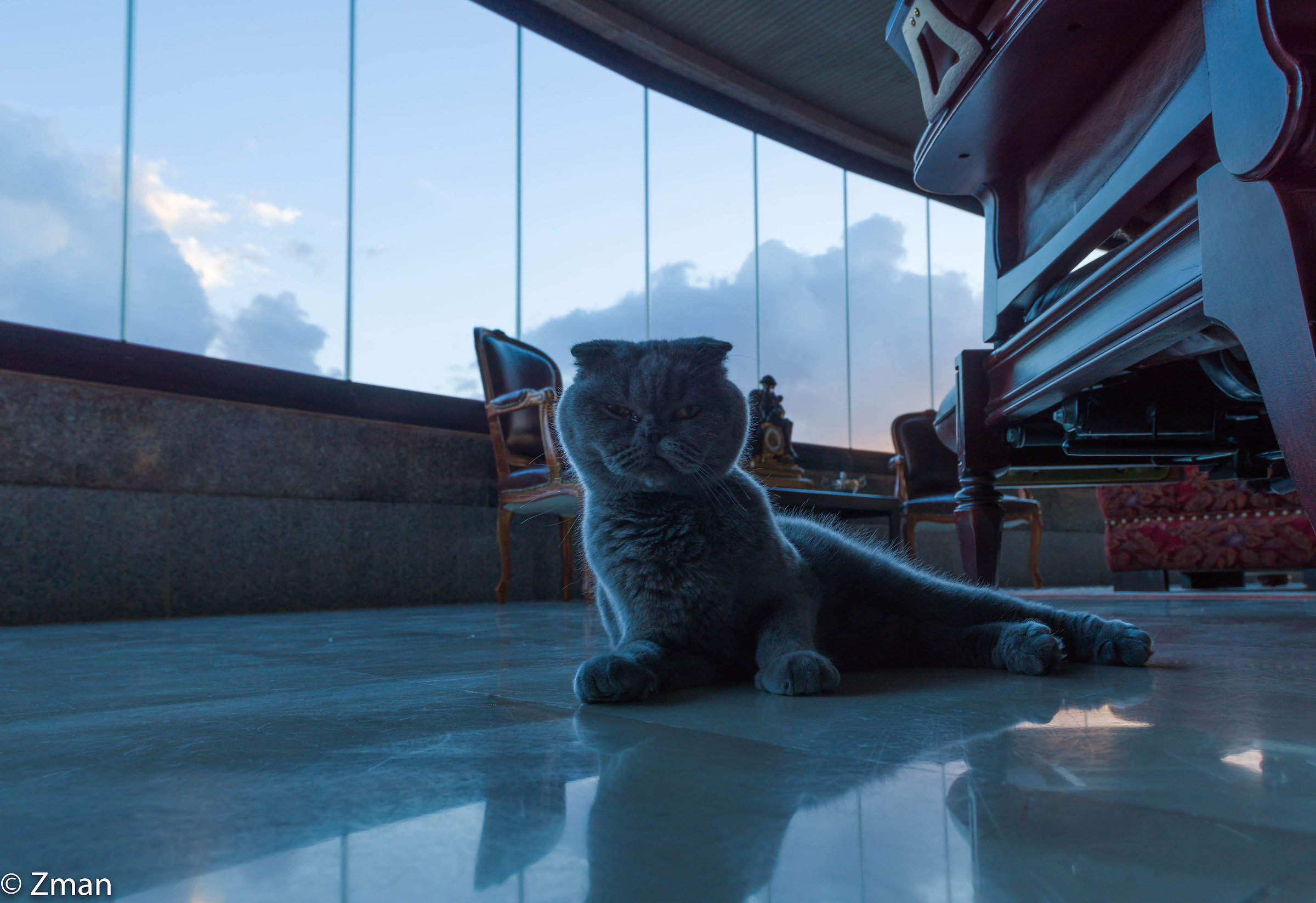 Fumoso il nostro gatto