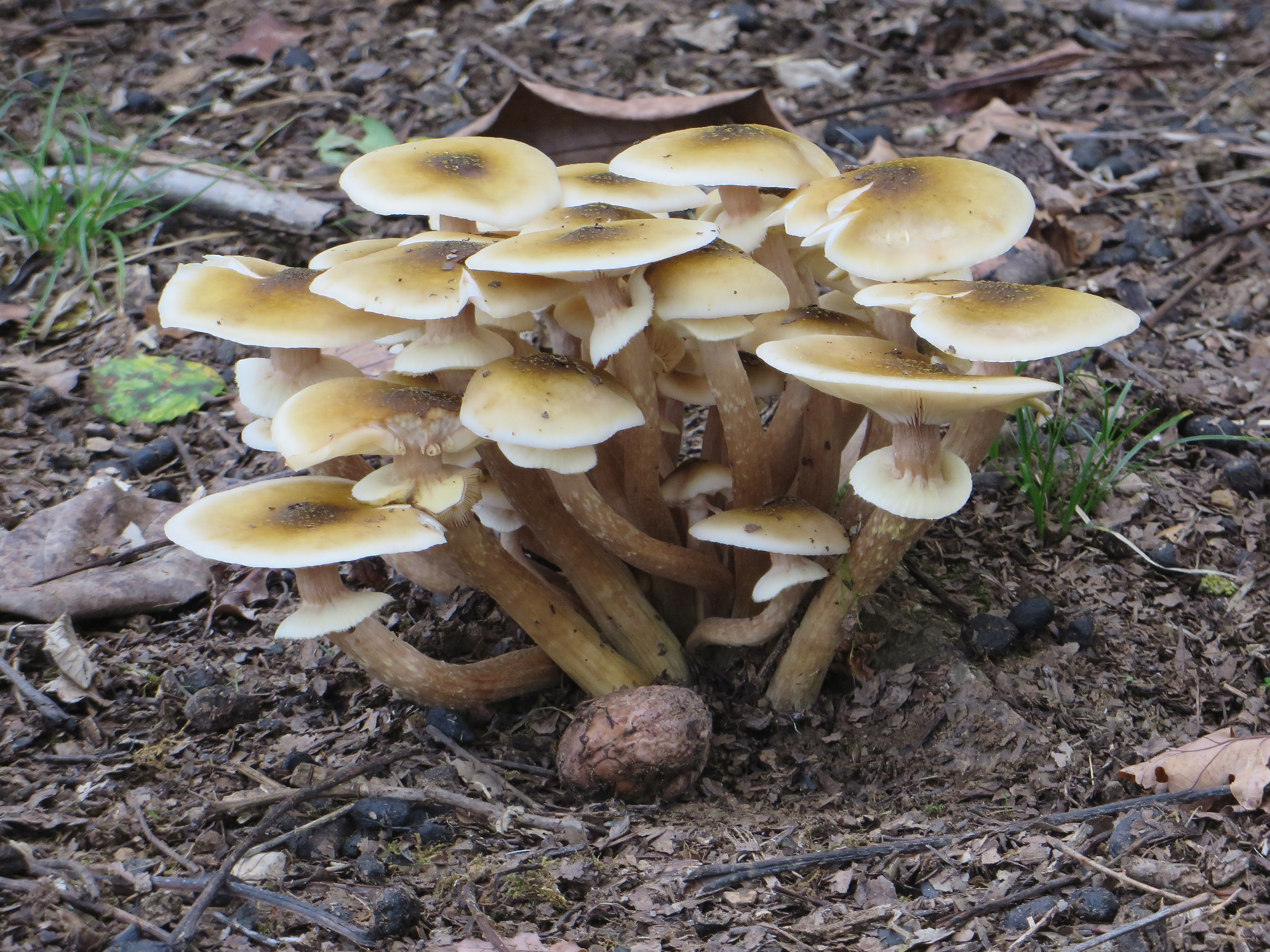 Funghi2