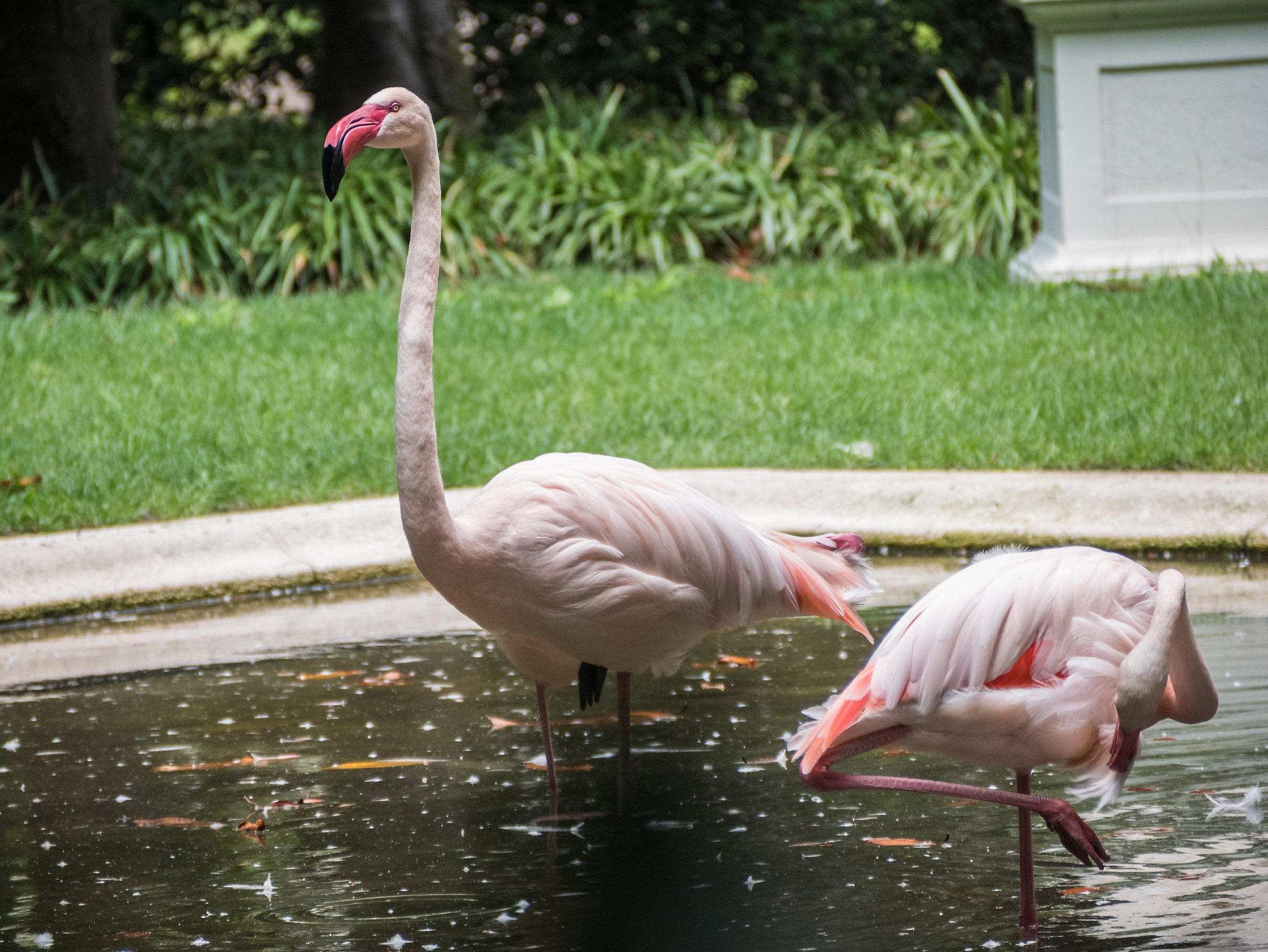 Pink Flamingos-Villa Invernizzi Milano