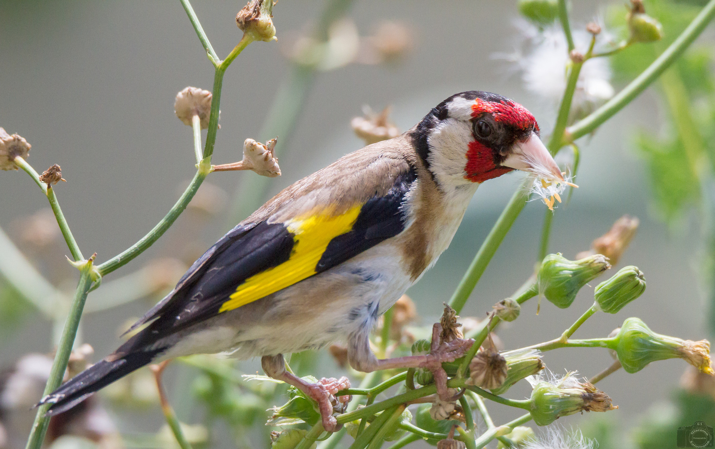 Goldfinch