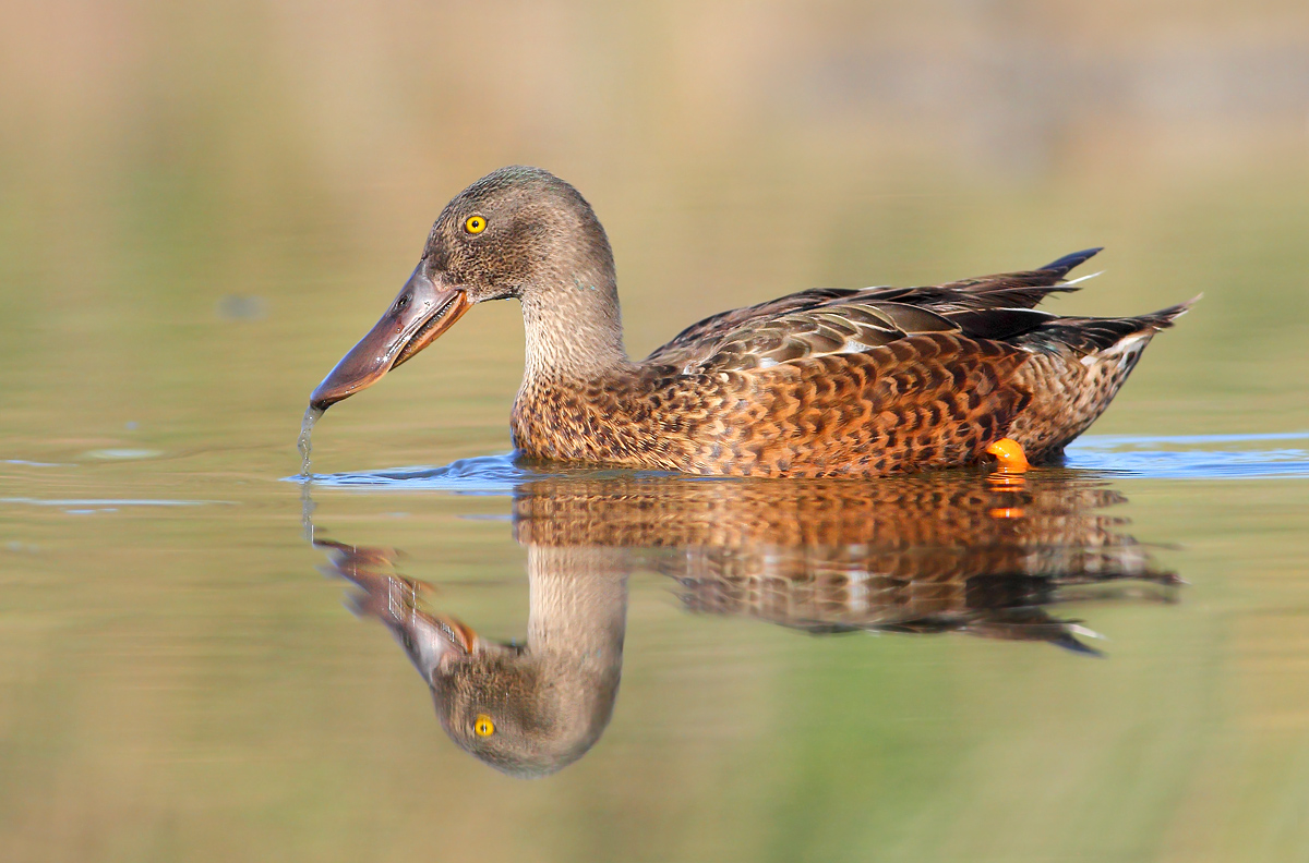 Northern Shoveler