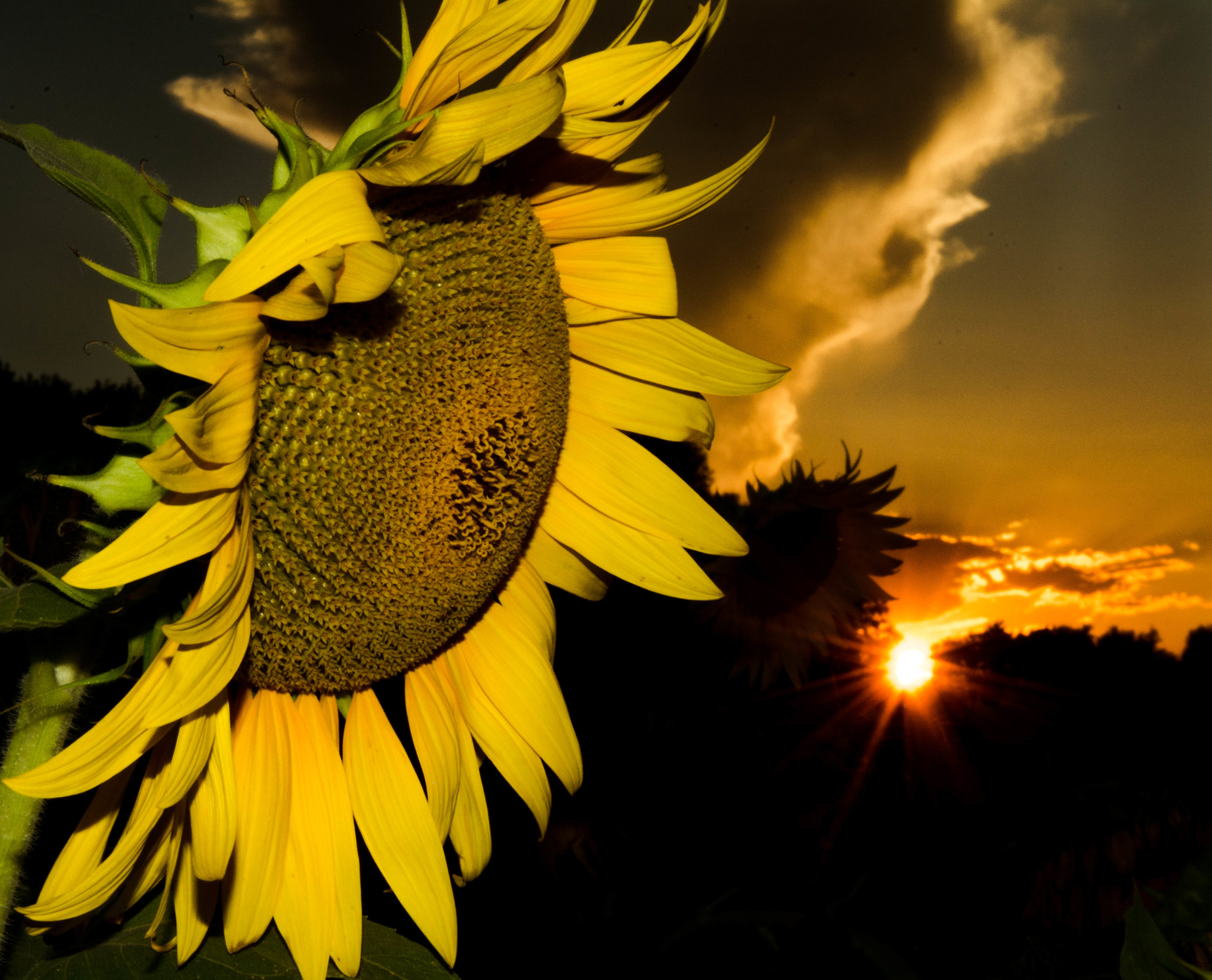sunflower's time