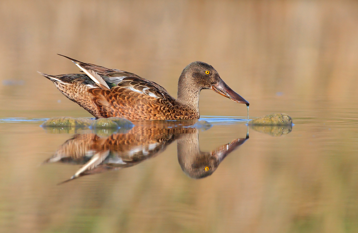 Northern Shoveler