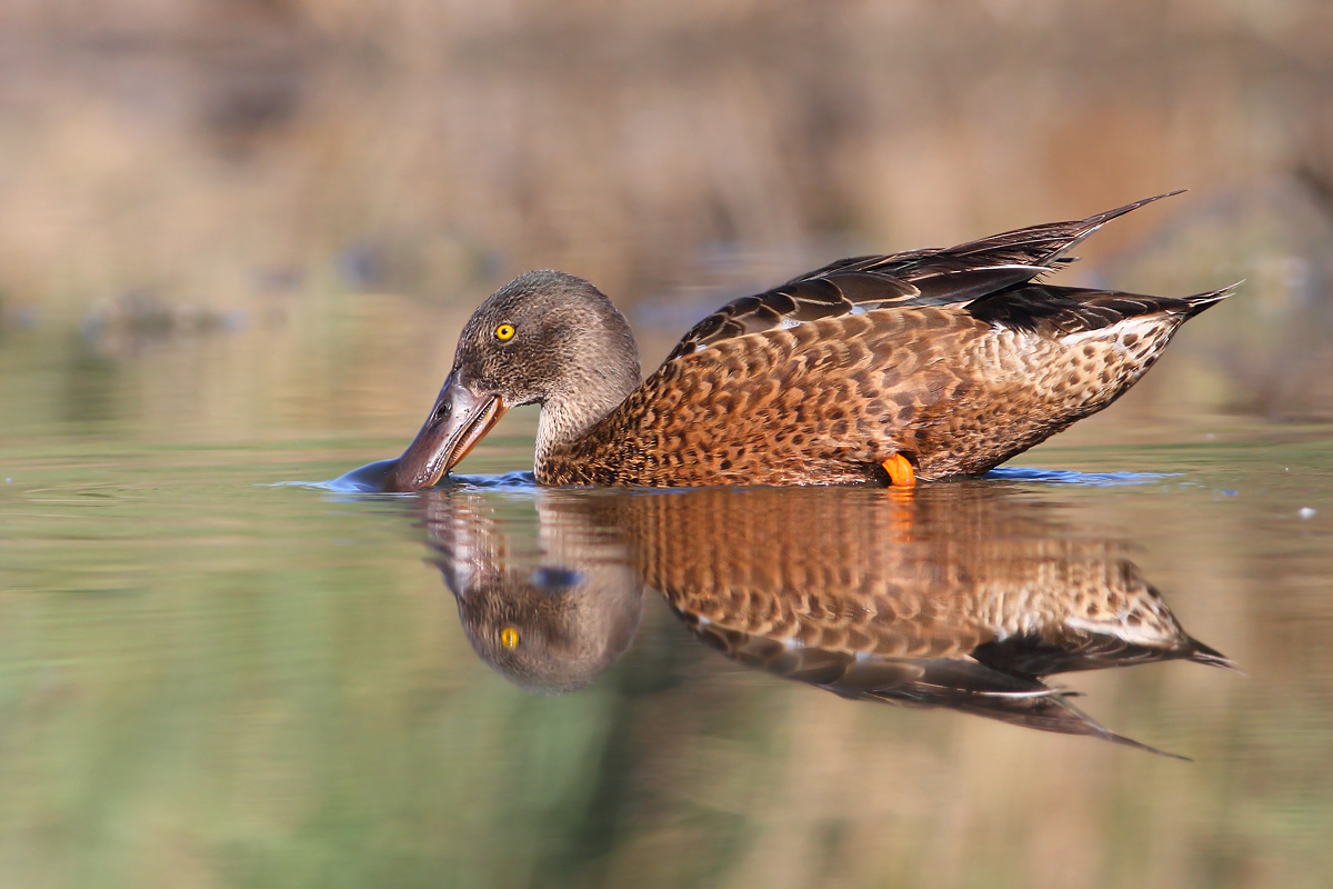 Northern Shoveler