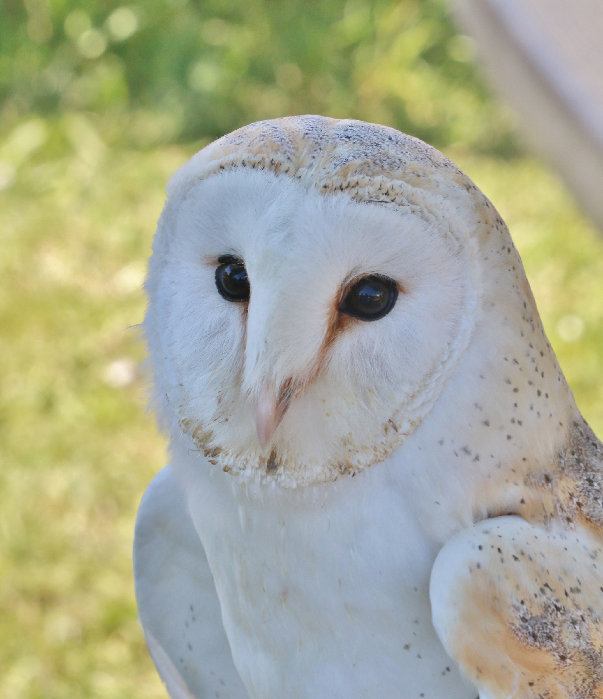 Barbagianni fotografato in esposizione rapaci.