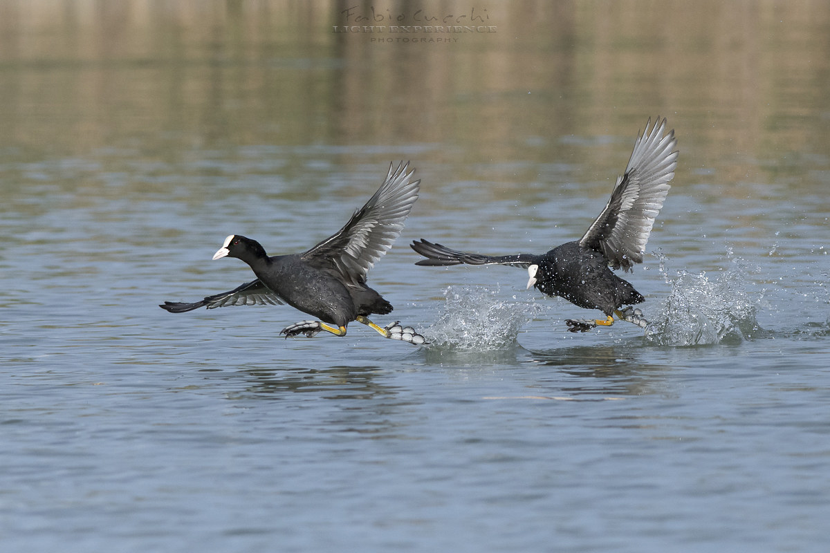Coots