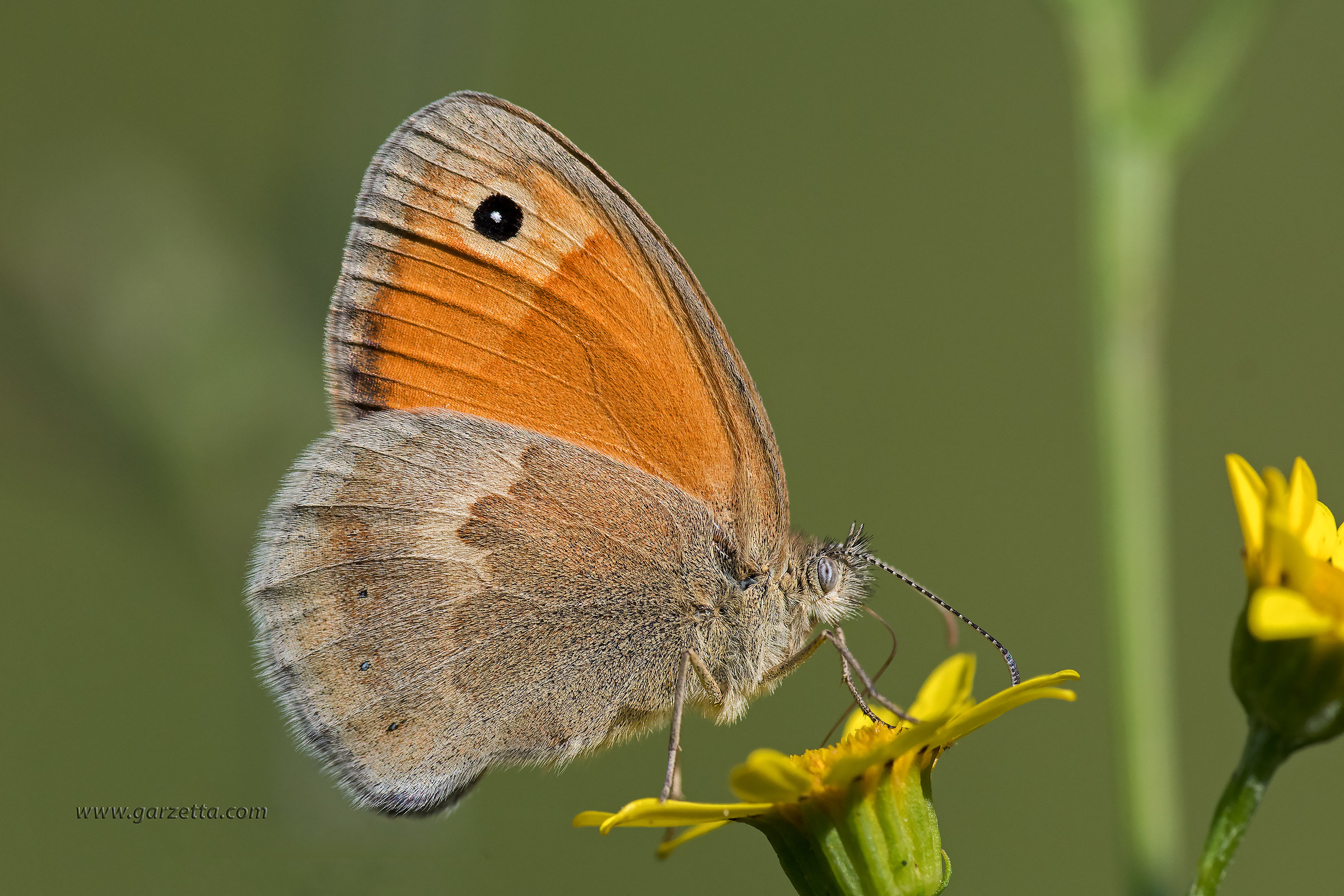 Coenonympha pamphilus