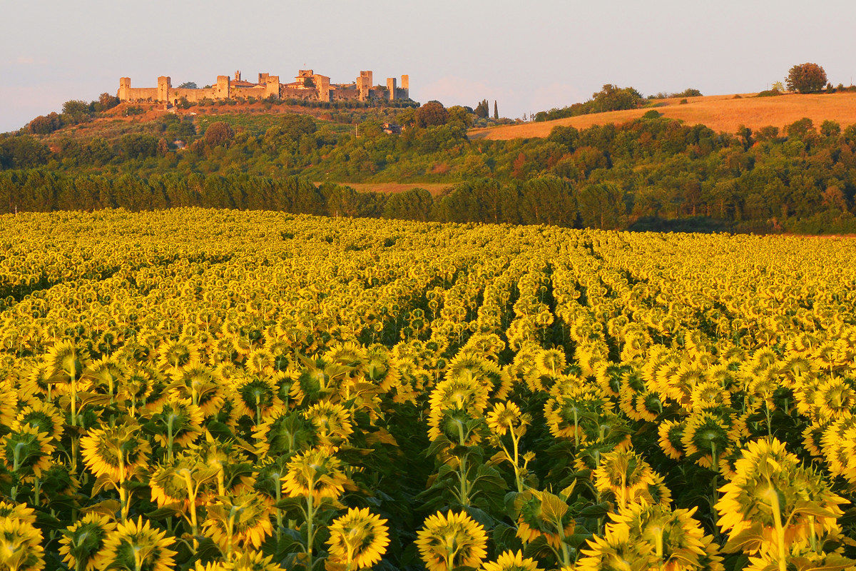 girasoli al tramonto