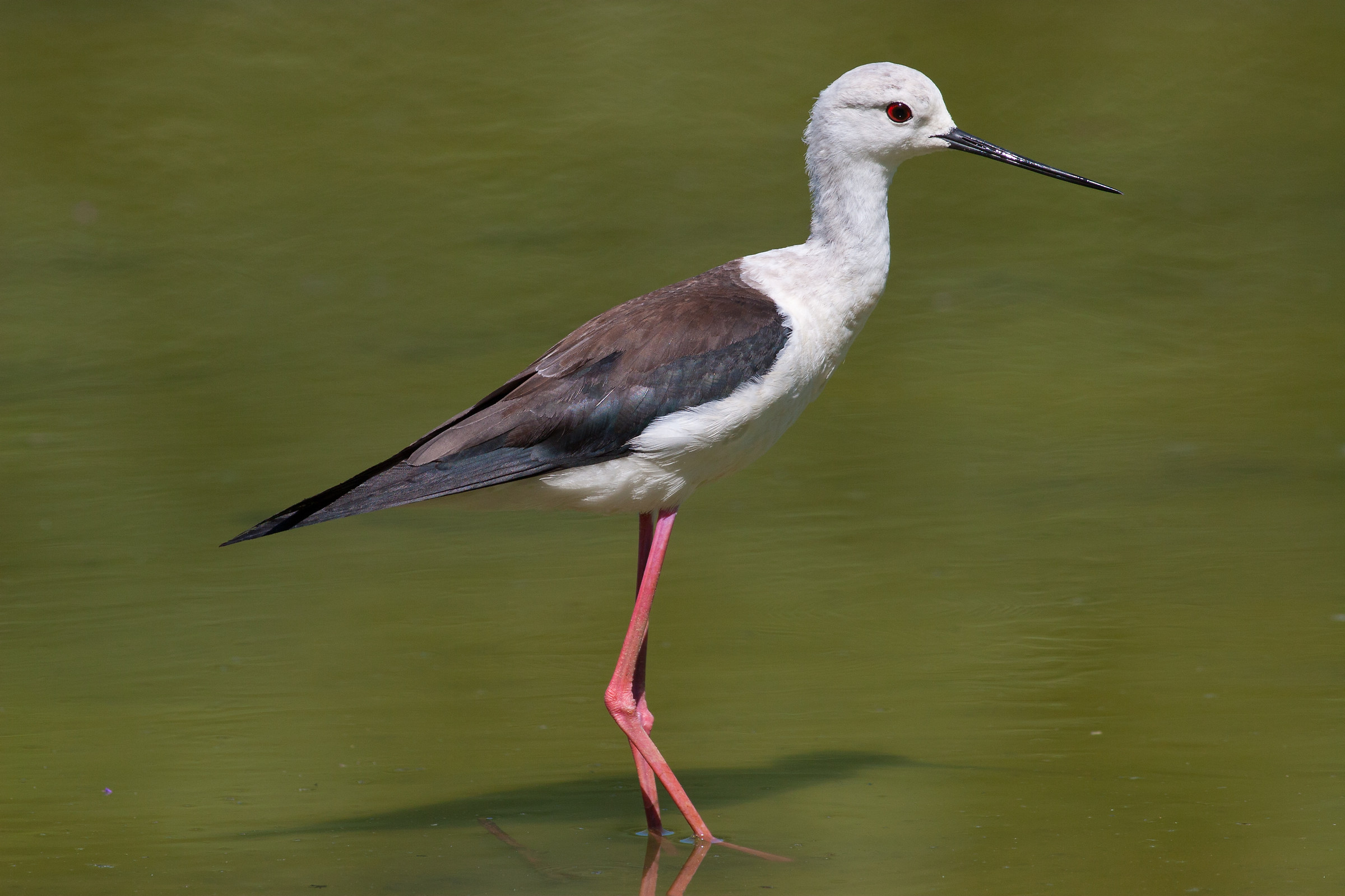 Cavaliere d'Italia in posa