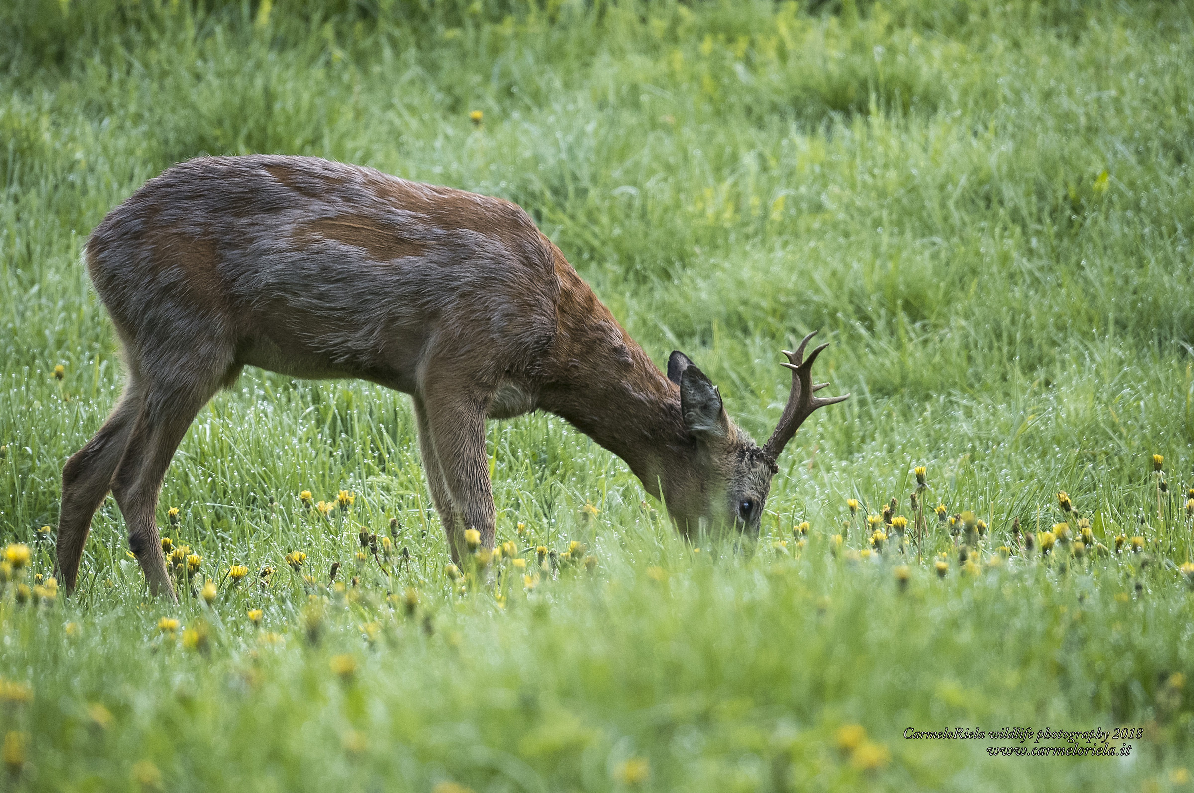 Roe Deer in the pasture