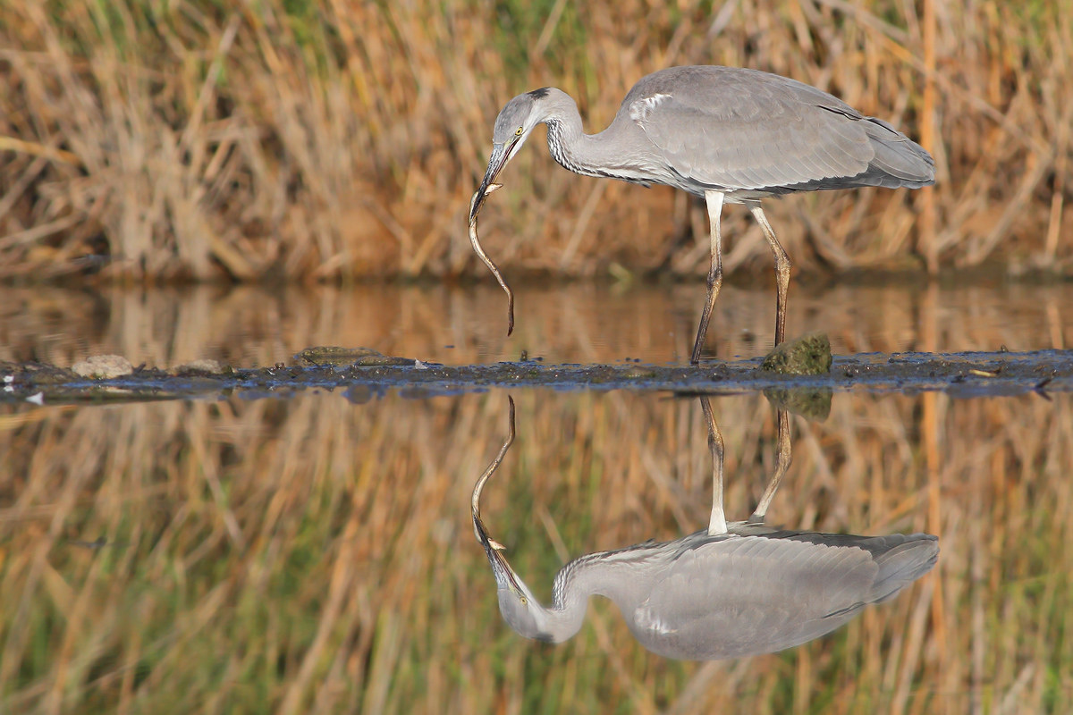 Grey Heron