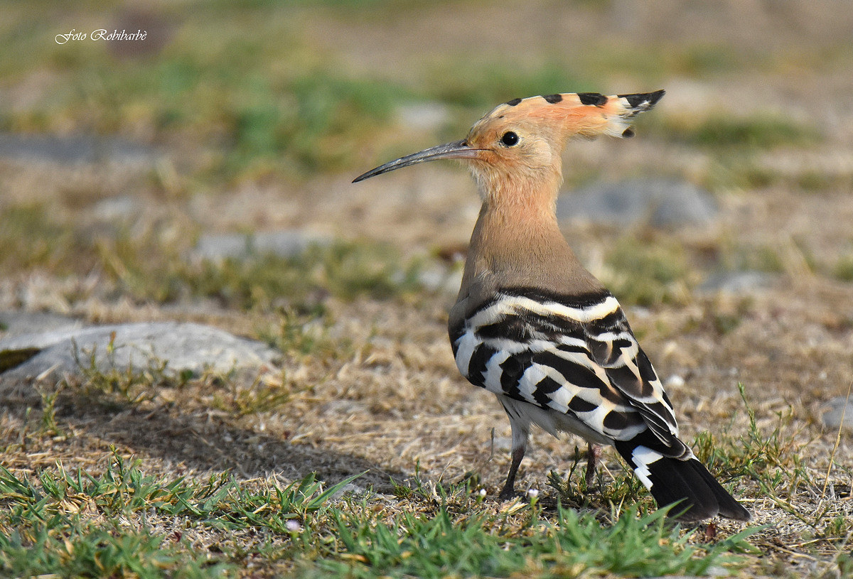 Hoopoe...
