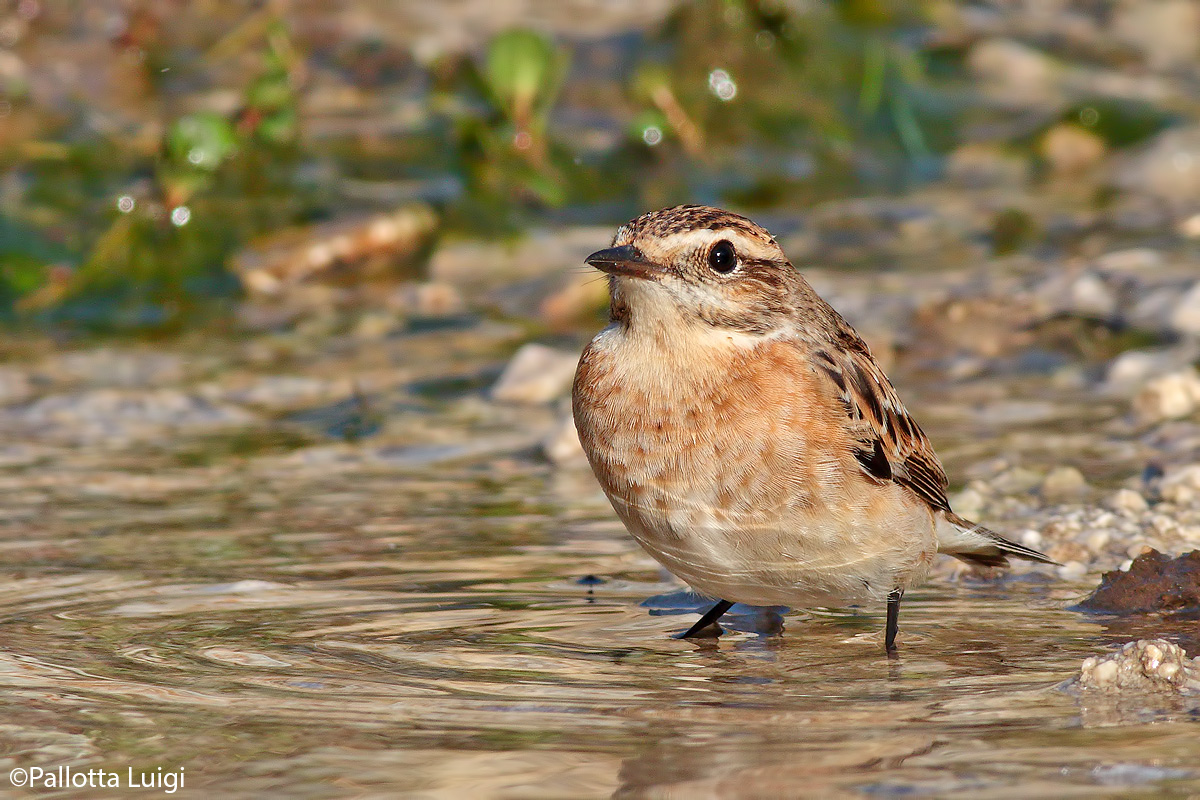 Stiaccino (Saxicola rubetra)