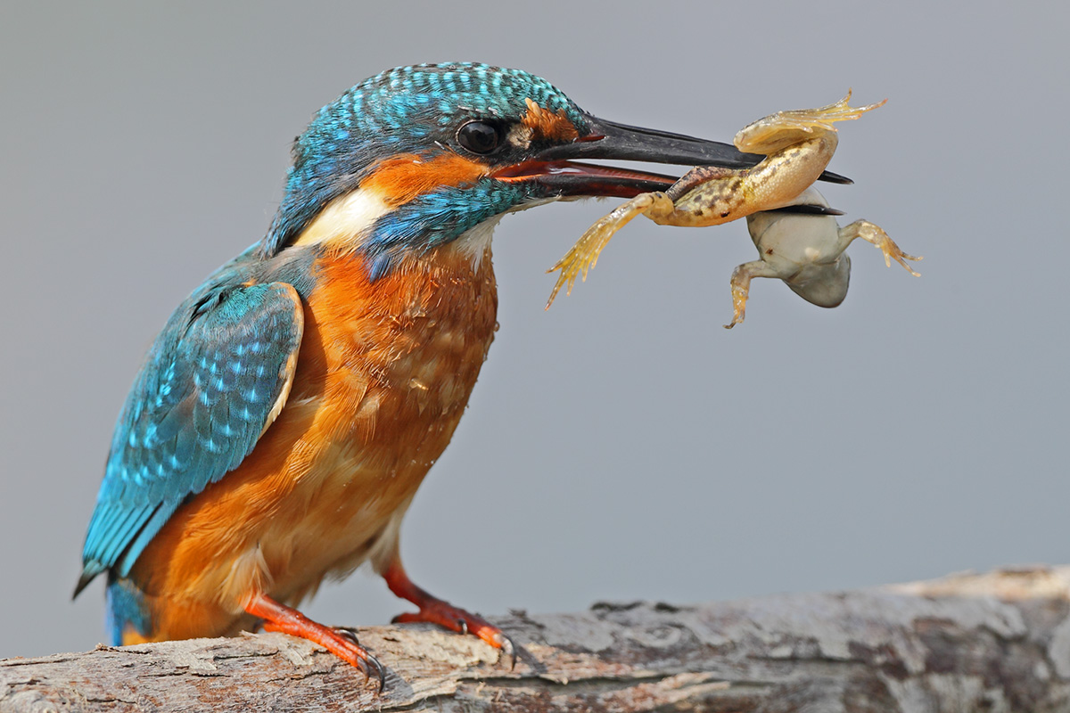 Martin pescatore con rana