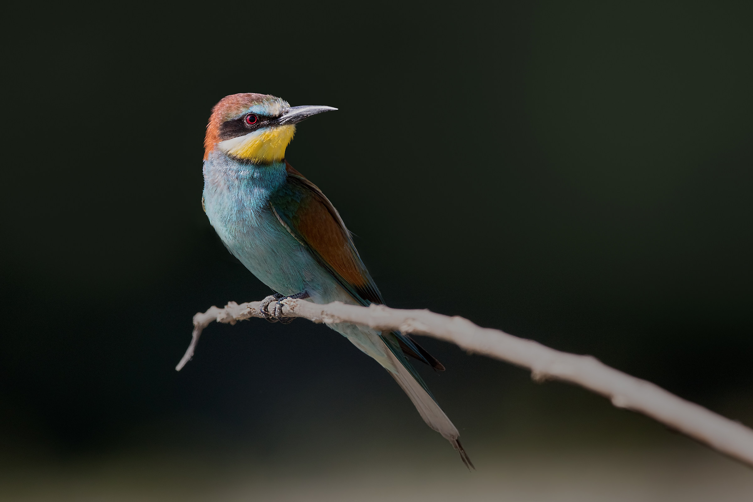 Gruccione comune (Merops apiaster)