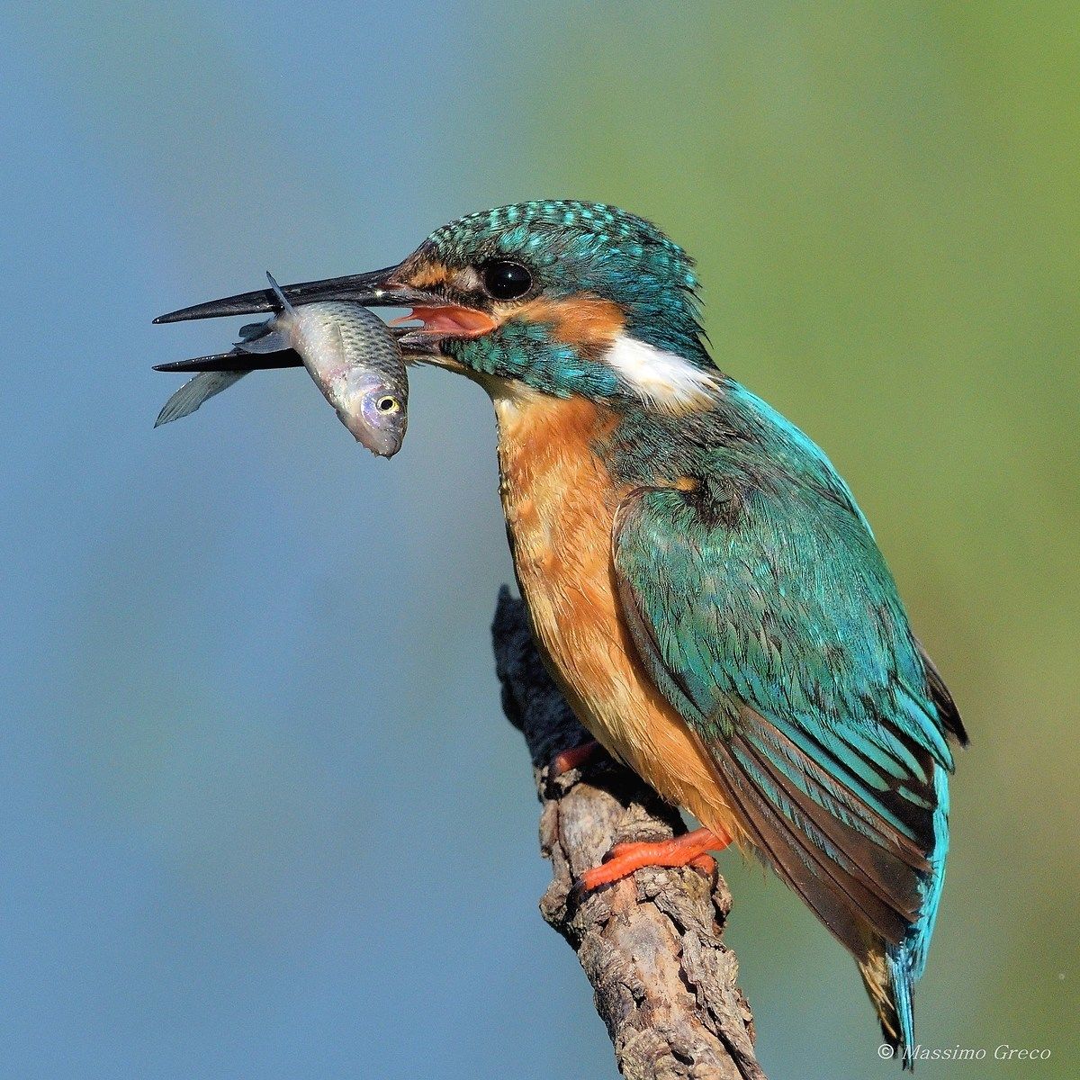 Nice fish this morning.