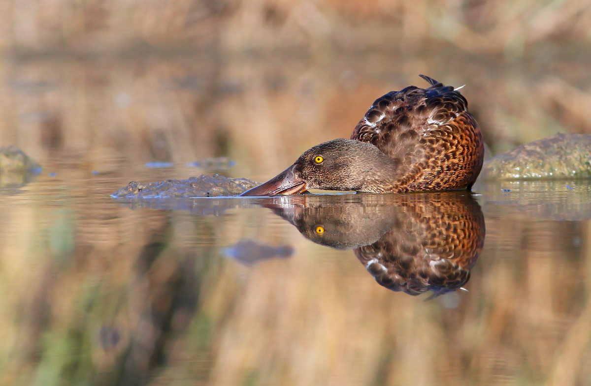 Northern Shoveler