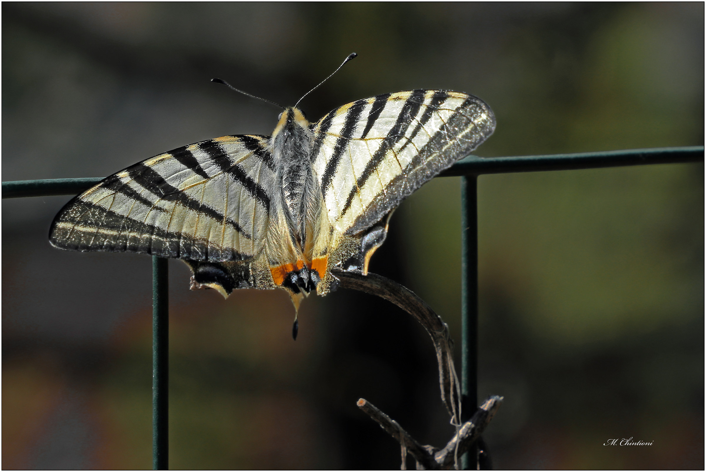 ... prove di scatto in giardino
