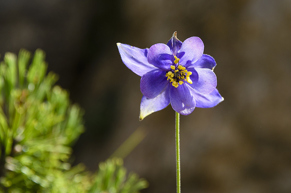 Aquilegia atrata
