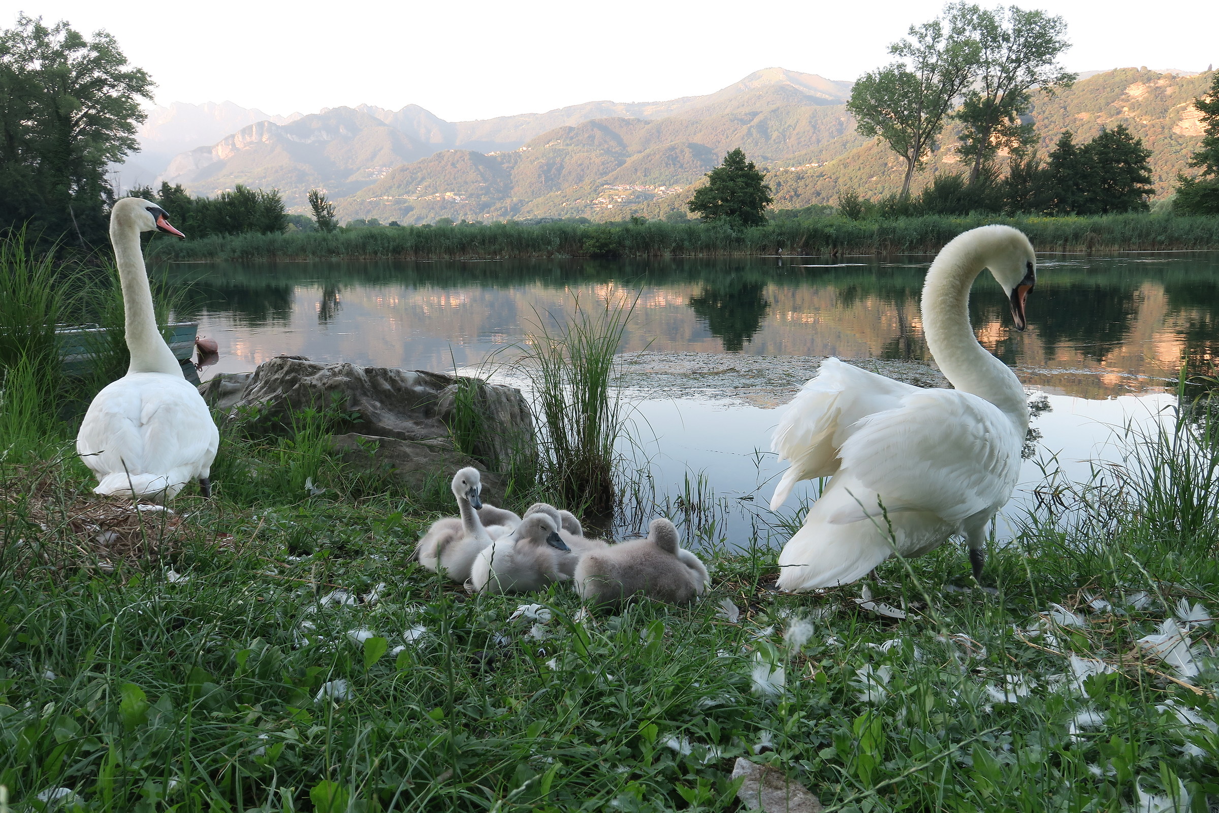 Family of Swans