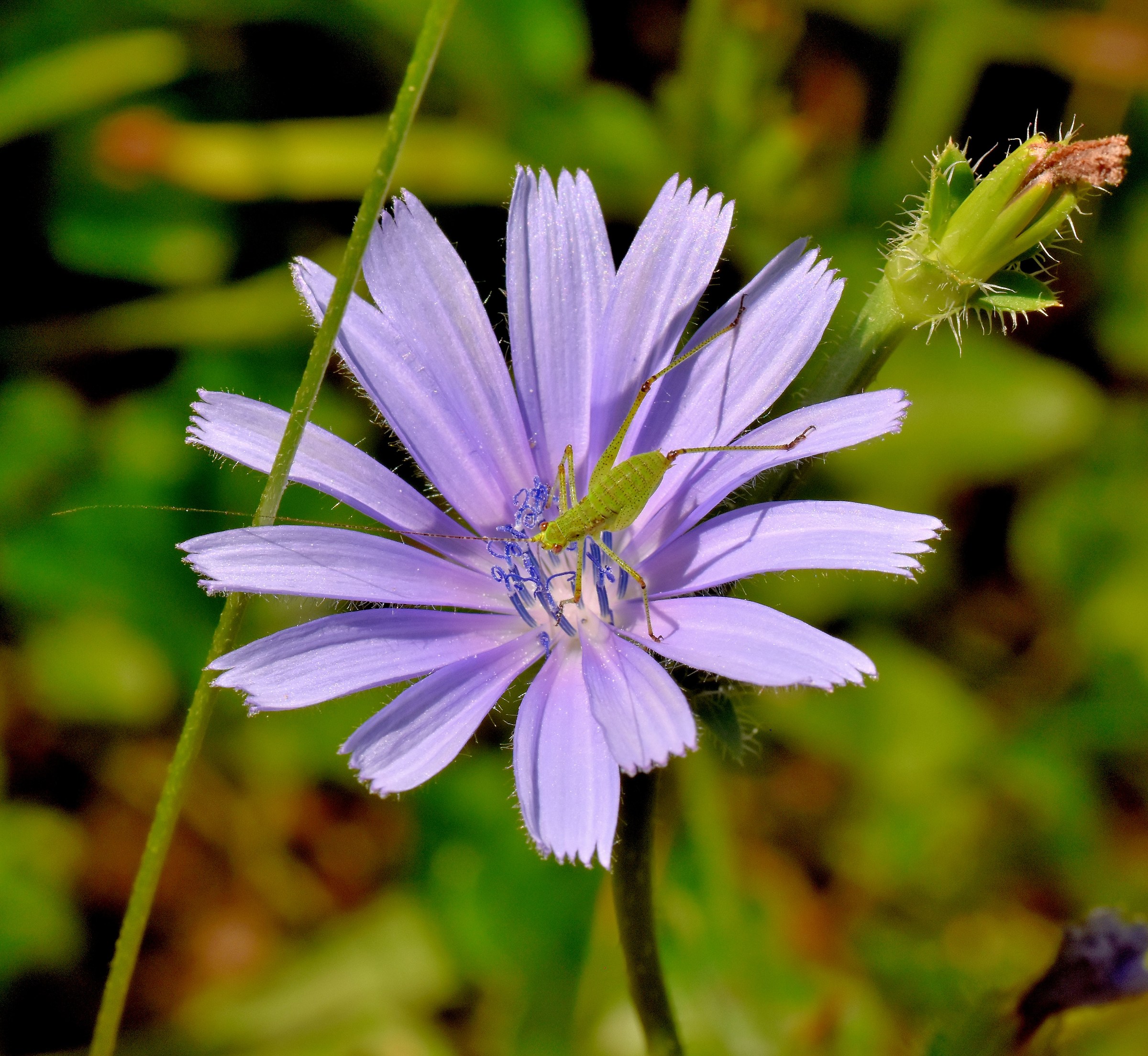 Chicory Flower with Guest