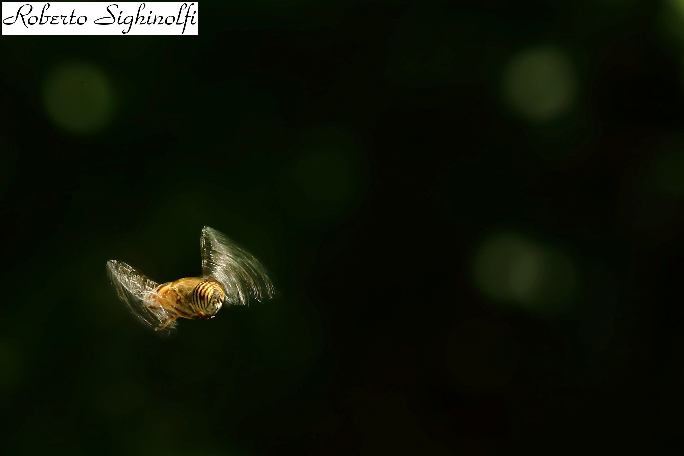 Bee in flight