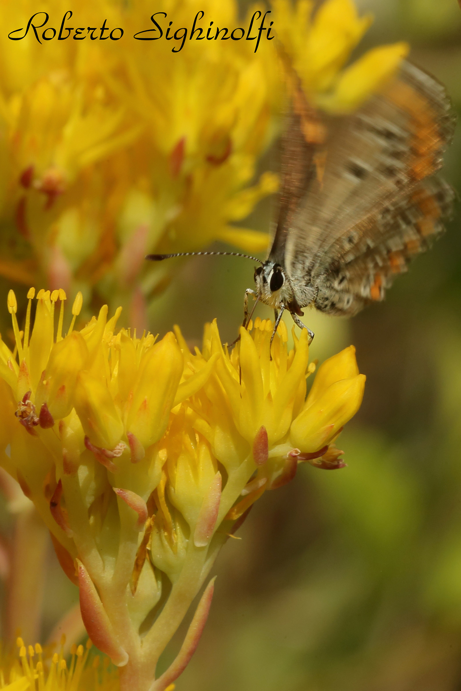 Butterfly Flap Wings