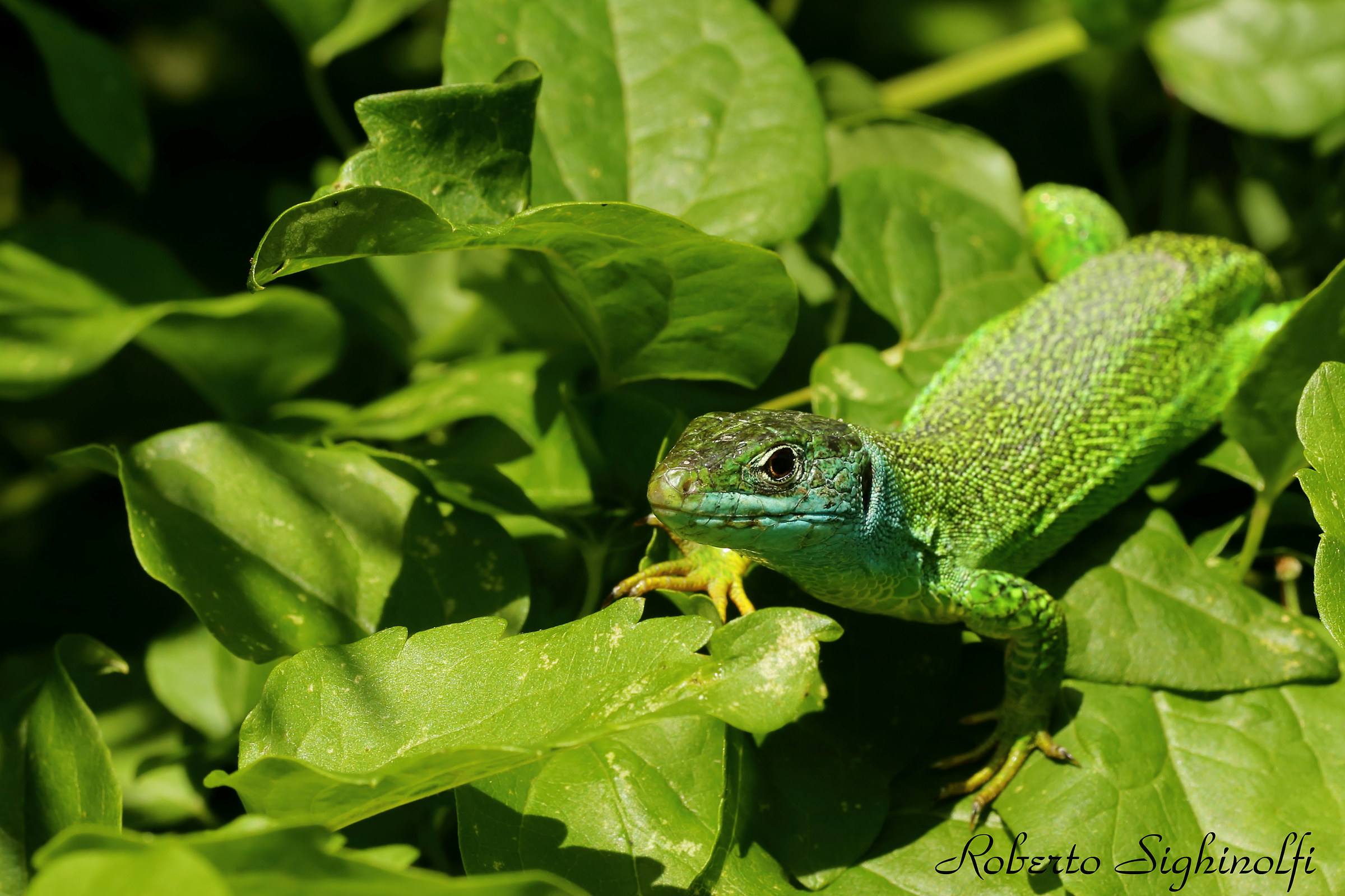 Green Lizard 1
