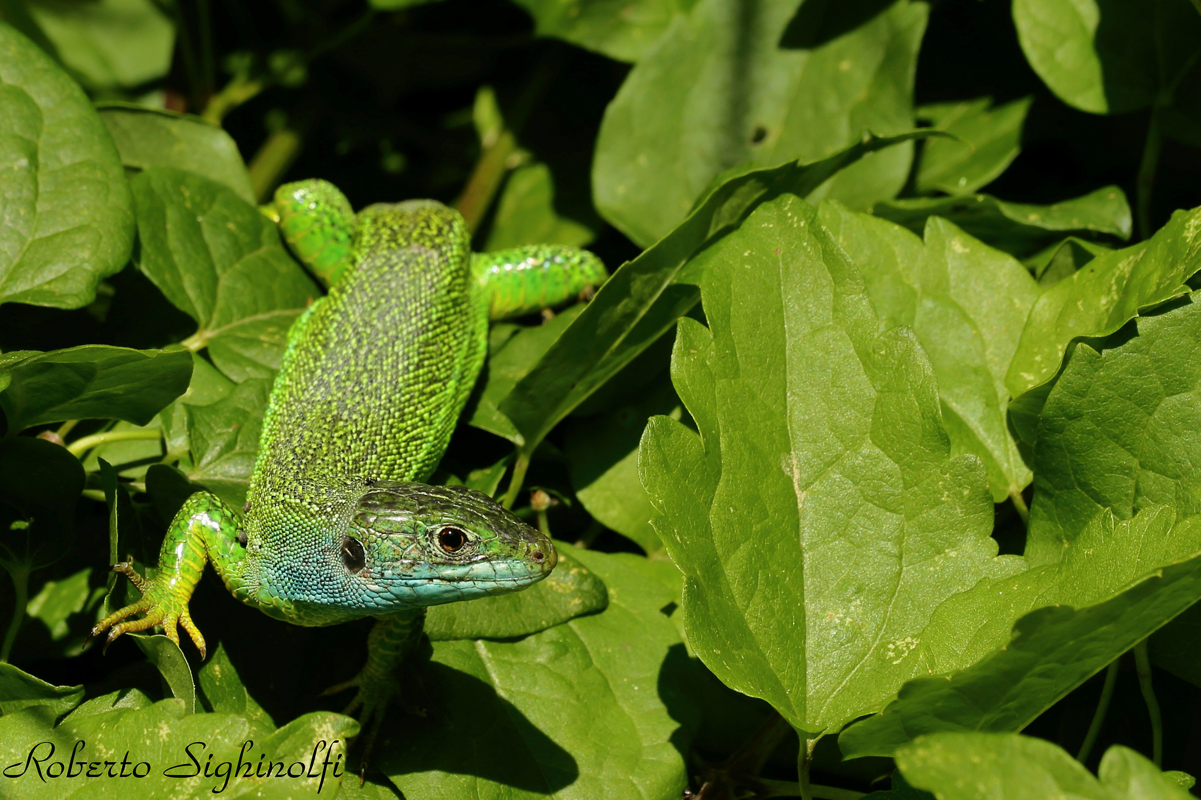 Green Lizard 2