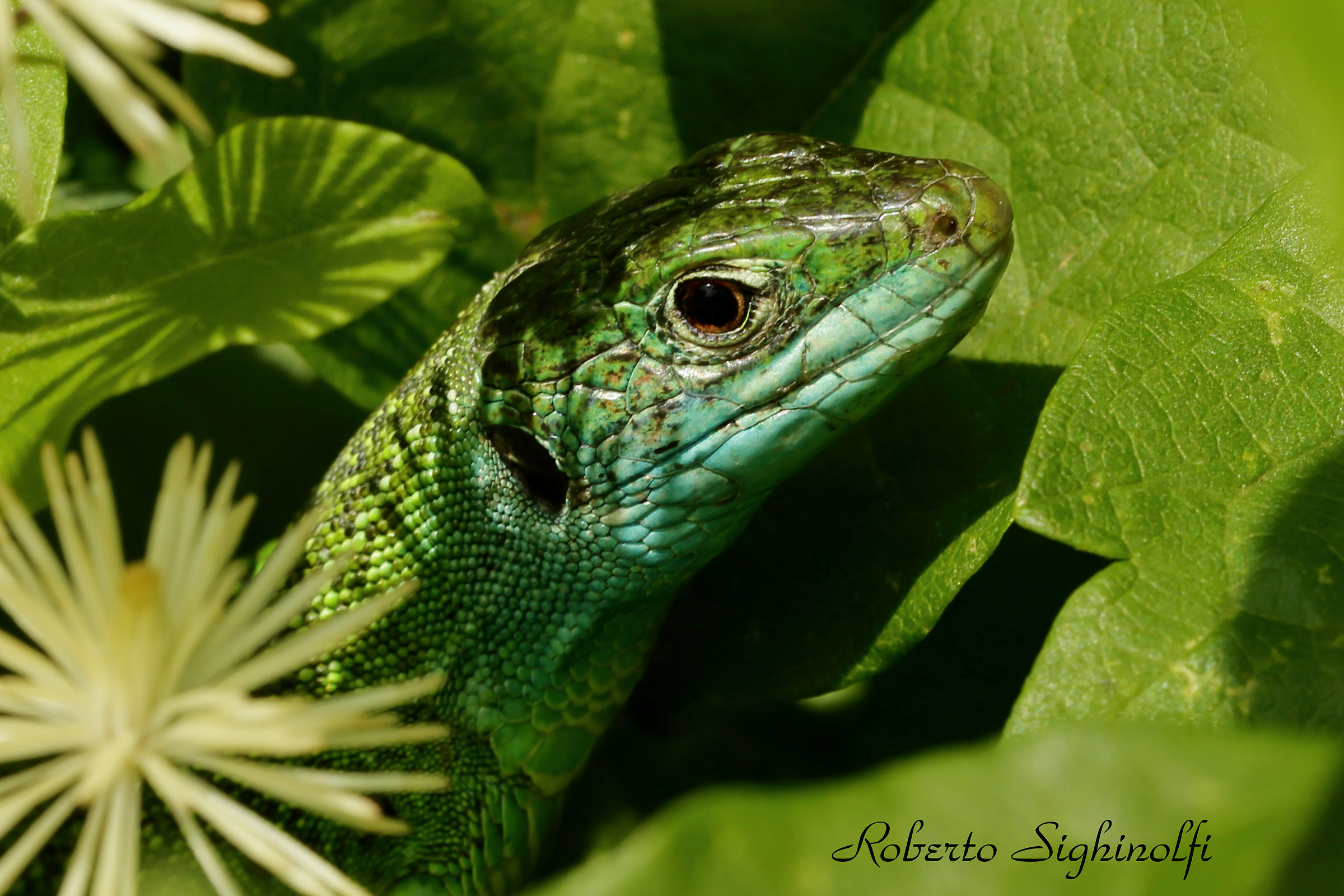 Green Lizard 3
